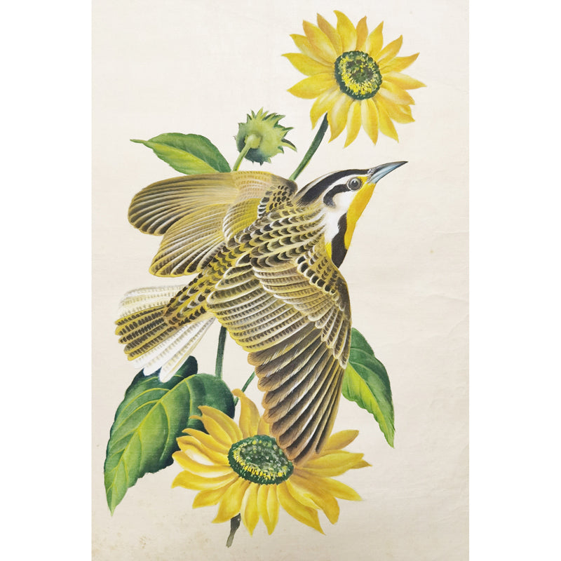 Kansas Western Meadowlark Hand-painted Art Print - Premium MATT Paper, Natural Wood Frame, Multiple Sizes & Colors, Wall & Tabletop Décor