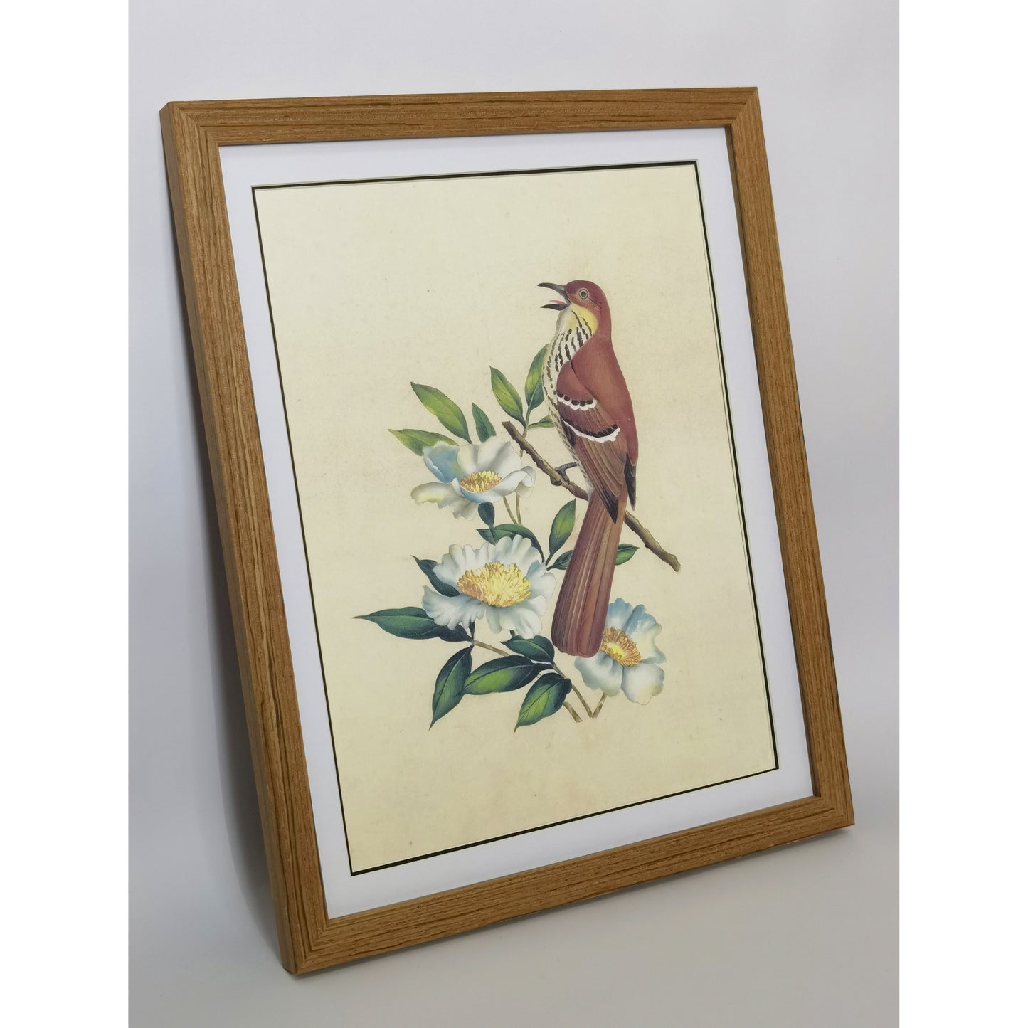 Georgia Brown Thrasher Hand-painted Art Print - Premium MATT Paper, Natural Wood Frame, Wall & Tabletop Décor, Multiple Sizes & Colors