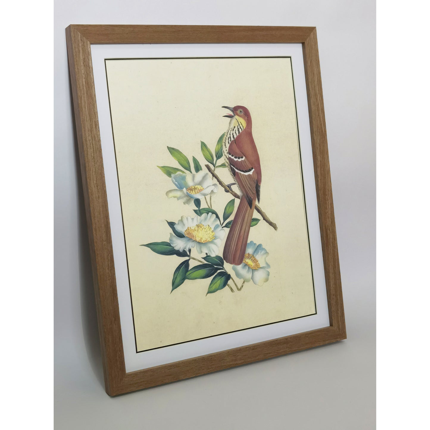 Georgia Brown Thrasher Hand-painted Art Print - Premium MATT Paper, Natural Wood Frame, Wall & Tabletop Décor, Multiple Sizes & Colors