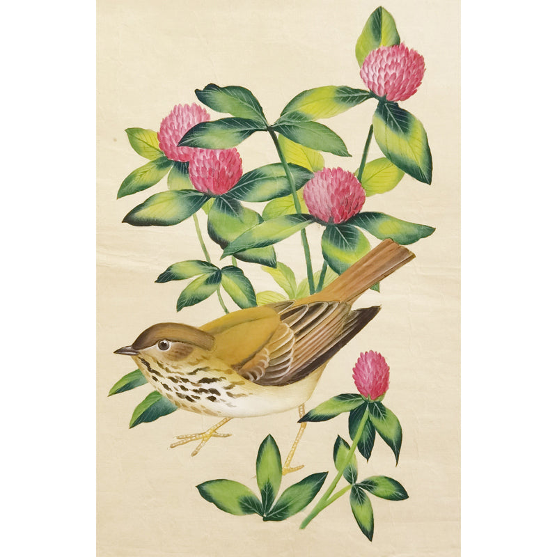 Vermont Hermit Thrush Hand-painted Art Print - Premium MATT Paper, Natural Wood Frame, Wall & Tabletop Décor, Multiple Sizes & Colors