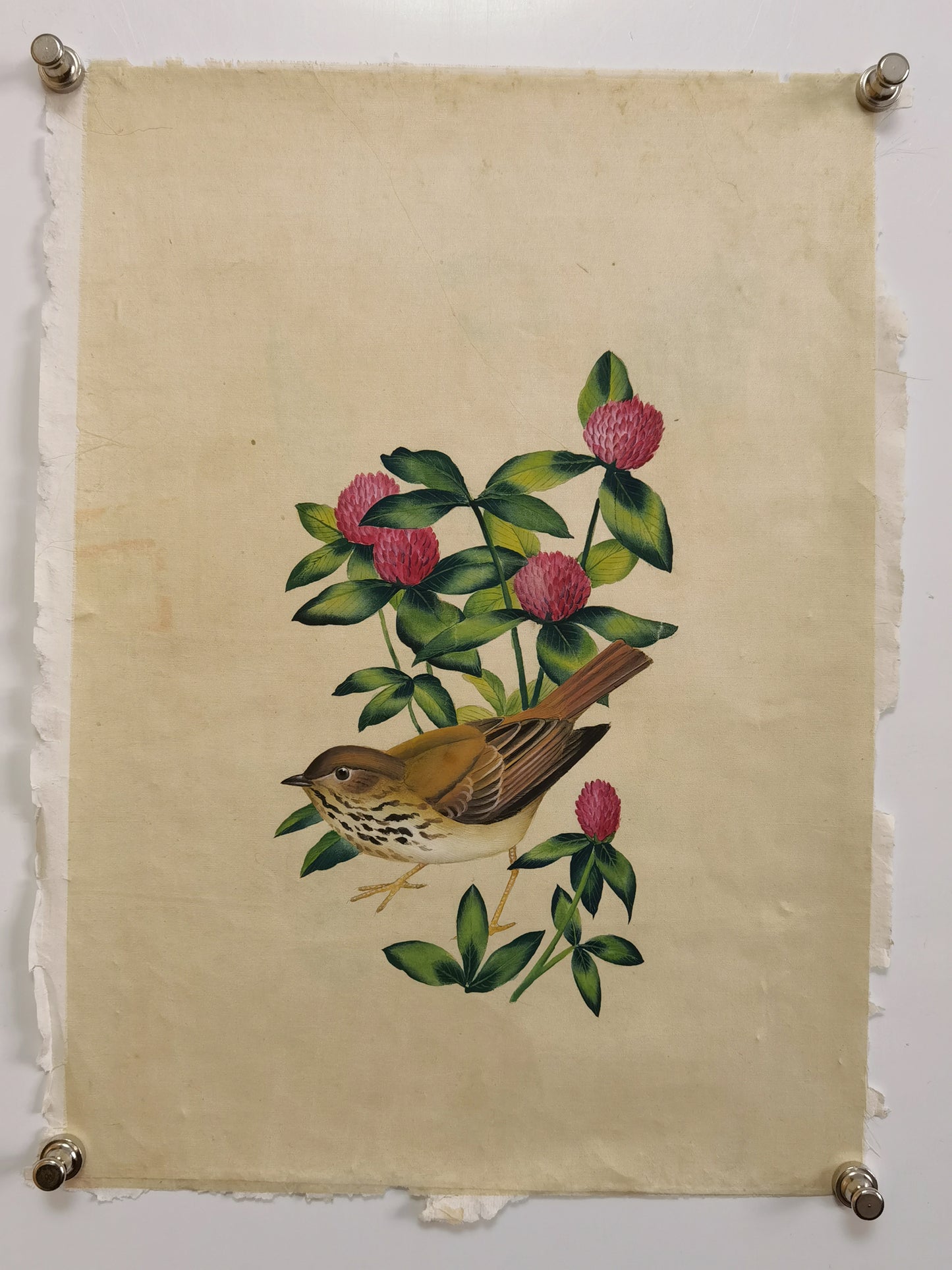 Hermit Thrush State Bird Handmade Art Printing Vermont Red Clover with Wood Frame
