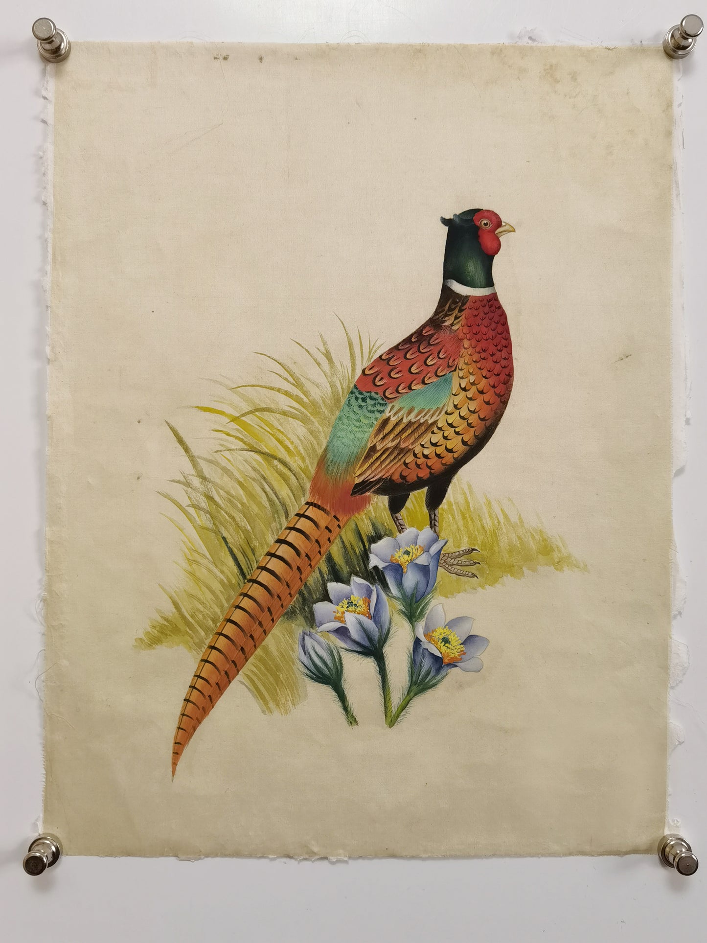 Ring-necked pheasant State Bird Handmade Art Printing South Dakota Pasque with Wood Frame