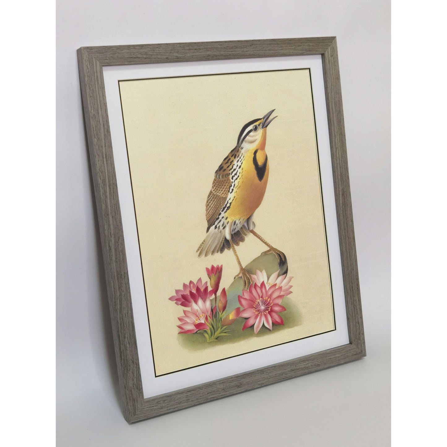 Western Meadowlark Art Print - Hand-Drawn & Digitally Printed on Premium Matte Paper, Natural Wood Frame, Multiple Sizes & Colors, Dual Display for Home & Office
