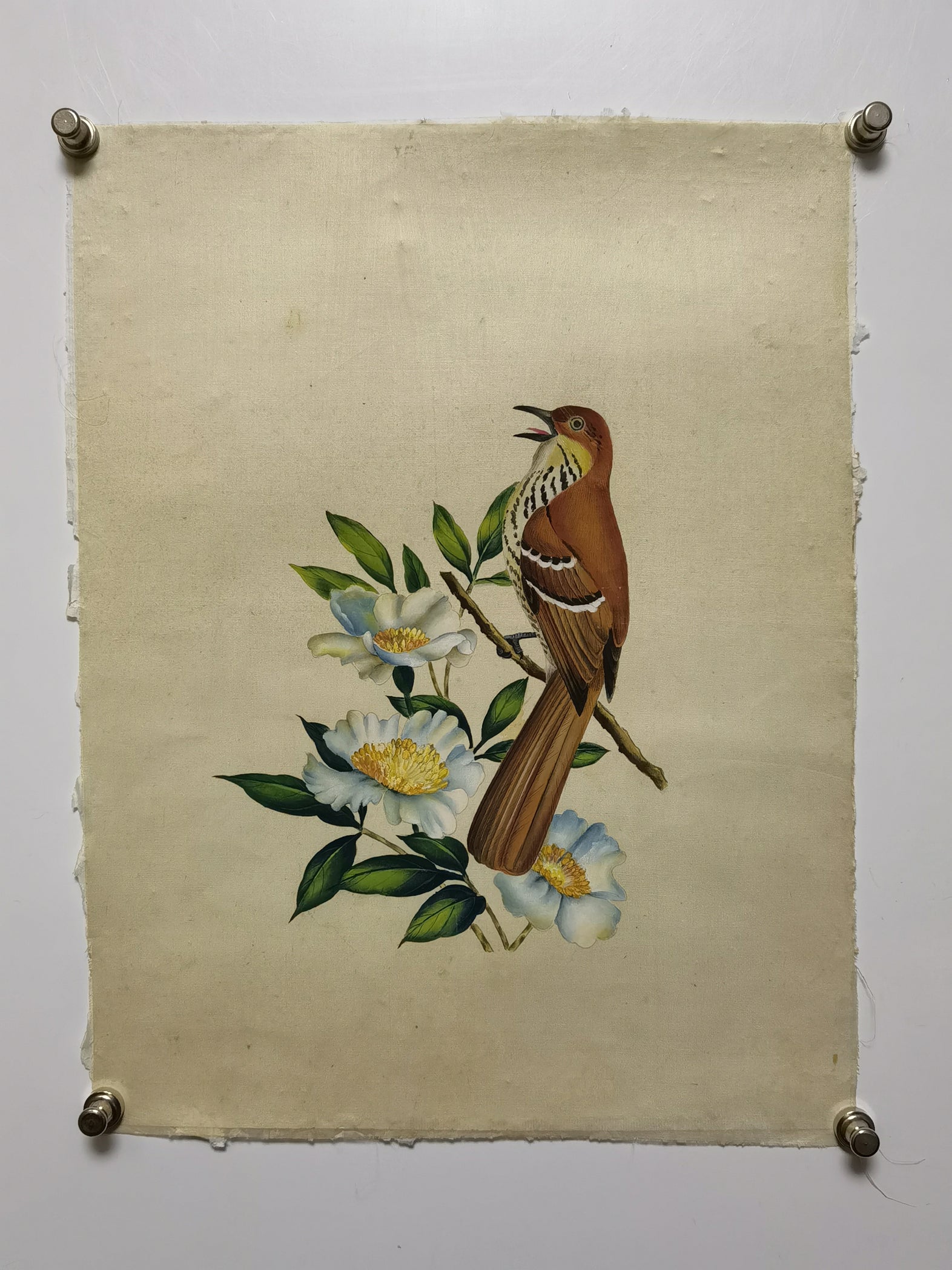 Brown Thrasher State Bird Handmade Art Printing Georgia Cherokee Rose with Wood Frame