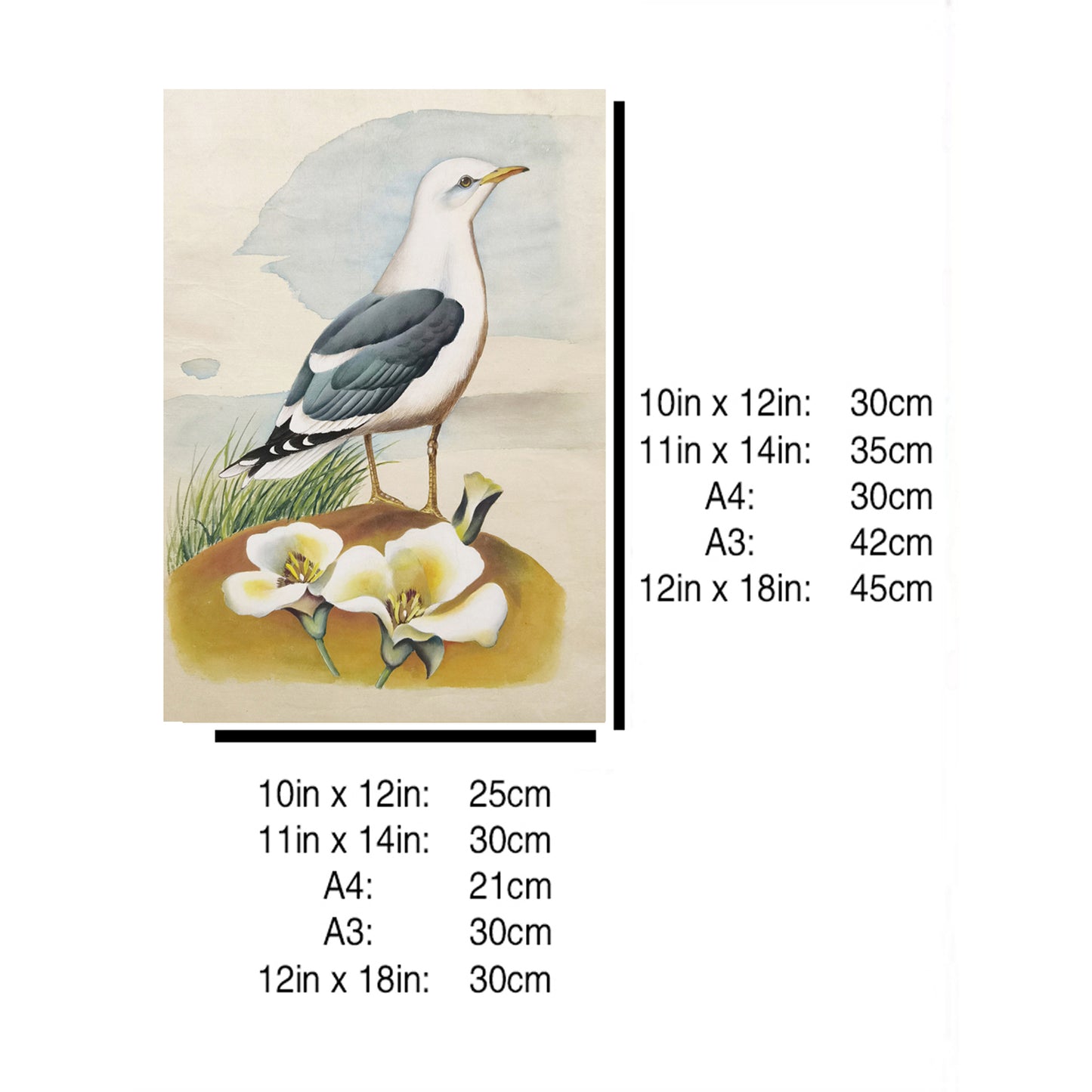 Utah California Gull Hand-painted Art Print - Premium MATT Paper, Natural Wood Frame, Wall & Tabletop Décor, Multiple Sizes & Colors