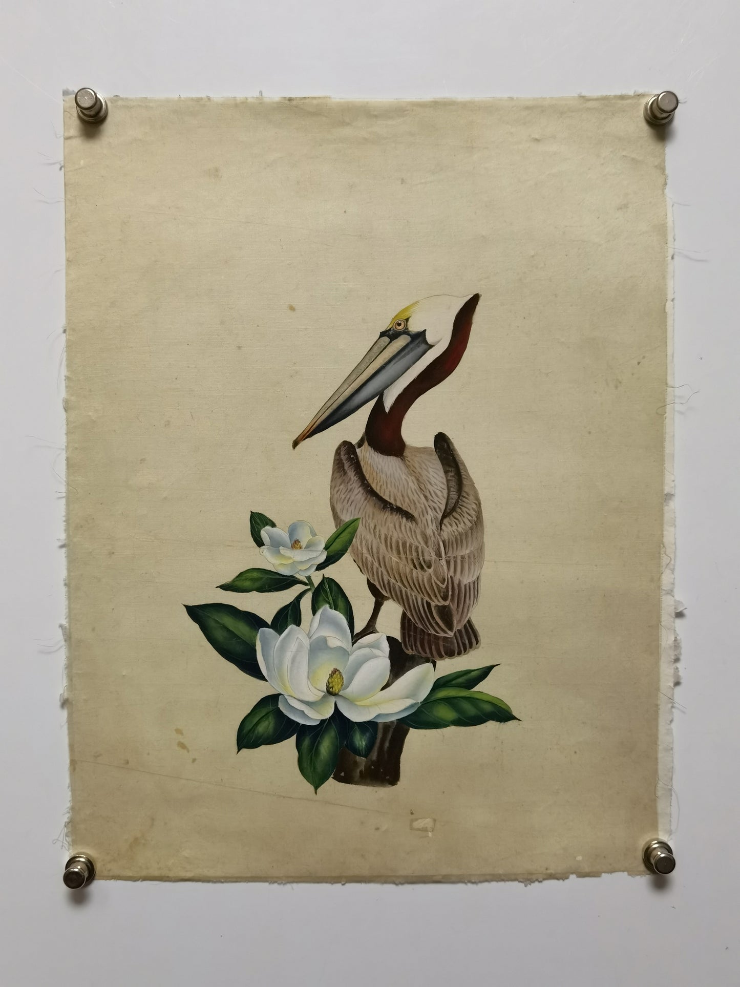 Eastern Brown Pelican State Bird Handmade Art Printing Louisiana Magnolia with Wood Frame