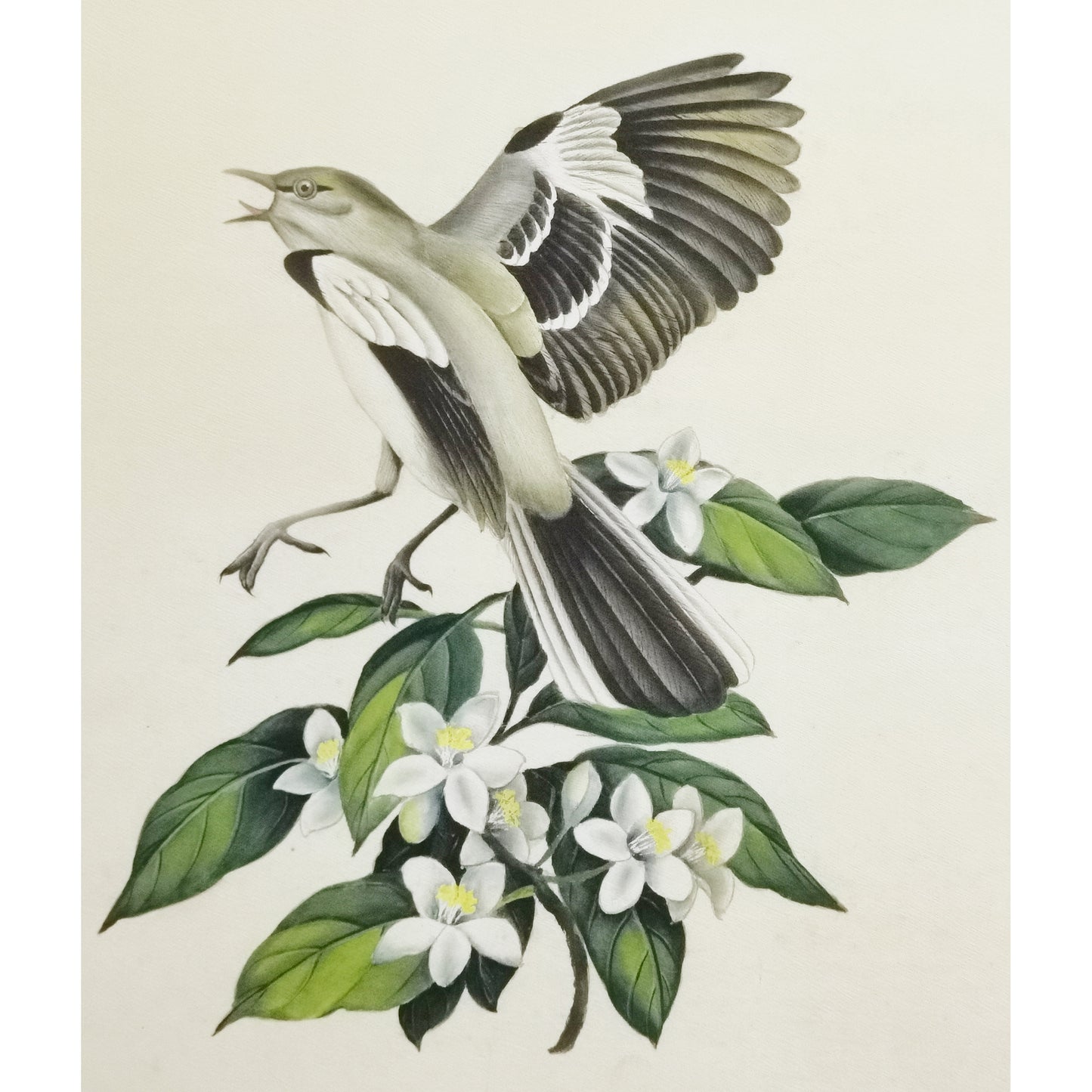 Florida Northern Mockingbird Hand-painted Art Print - Premium MATT Paper, Natural Wood Frame, Wall & Tabletop Décor, Multiple Sizes & Colors
