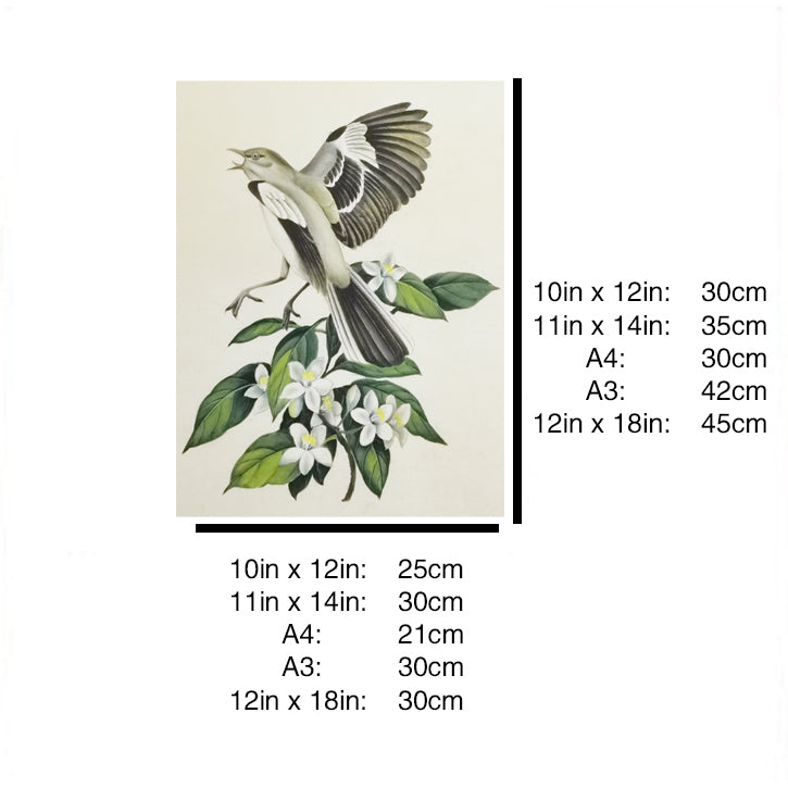 Florida Northern Mockingbird Hand-painted Art Print - Premium MATT Paper, Natural Wood Frame, Wall & Tabletop Décor, Multiple Sizes & Colors