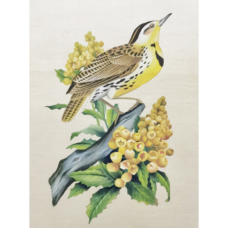 Oregon Western Meadowlark Home Decor Print | Hand-Painted, MATT Paper Print, Natural Wood Frame,Multiple Sizes & Colors