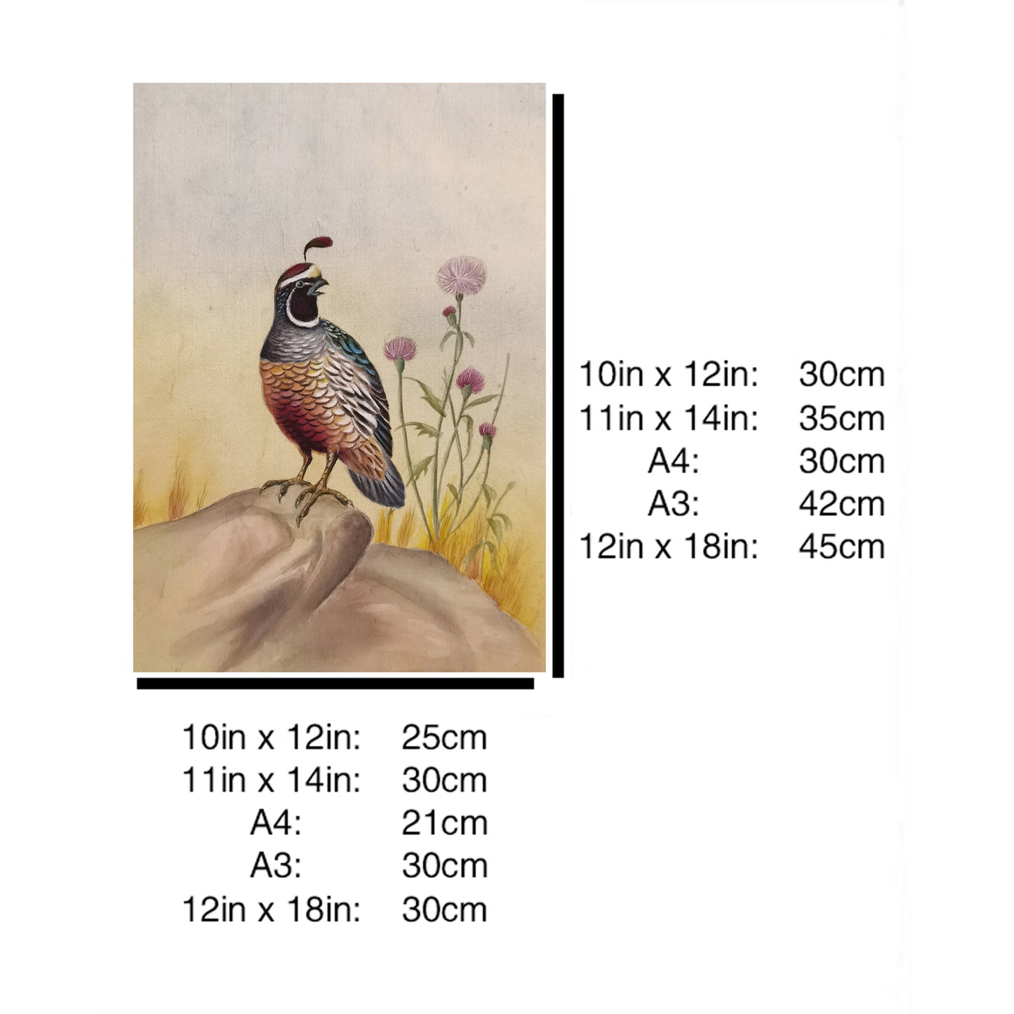 California Quail Hand-Painted Artwork | Fine Brush Technique | Premium Color Print | Natural Wood Frame | Custom Sizes & Colors Available