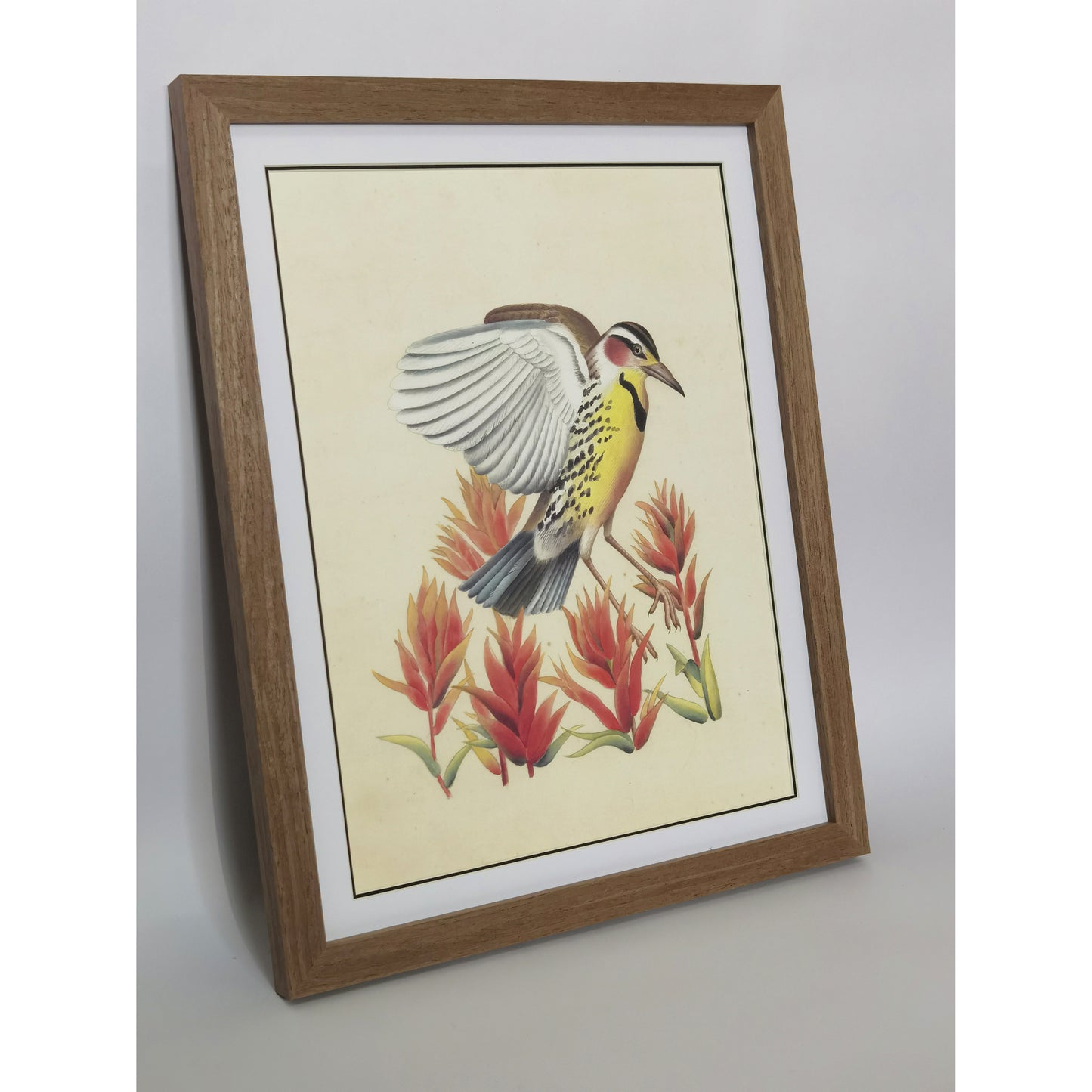 Wyoming Western Meadowlark Hand-painted Art Print - Premium MATT Paper, Natural Wood Frame, Wall & Tabletop Décor, Multiple Sizes & Colors