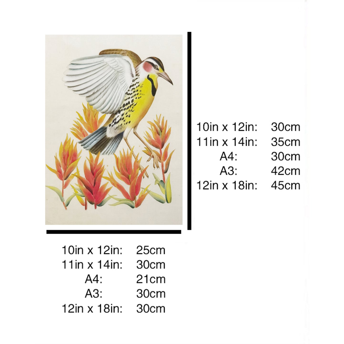 Wyoming Western Meadowlark Hand-painted Art Print - Premium MATT Paper, Natural Wood Frame, Wall & Tabletop Décor, Multiple Sizes & Colors