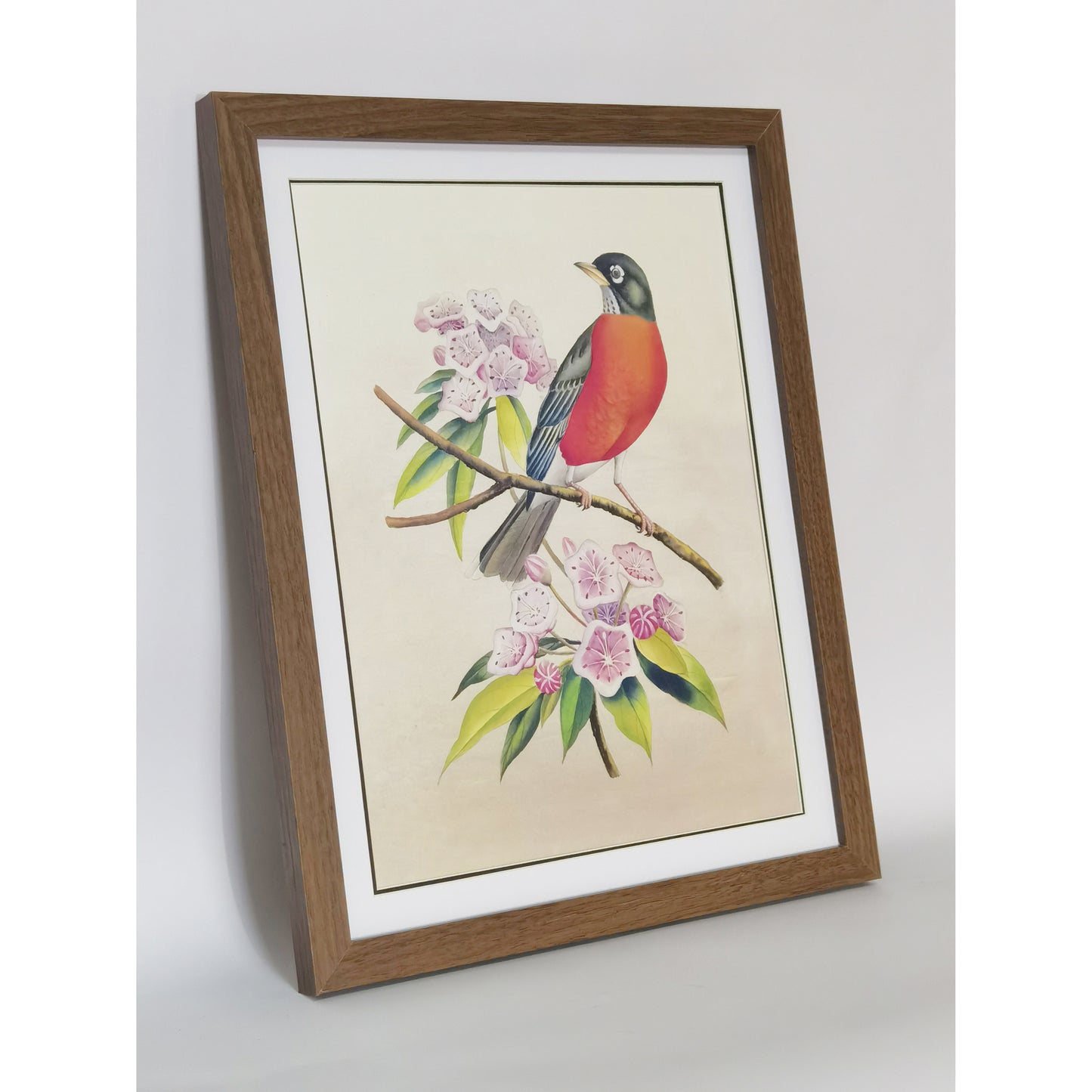 Connecticut American Robin Hand-painted Art Print - Premium MATT Paper, Natural Wood Frame, Multiple Sizes & Colors, Wall & Tabletop Décor