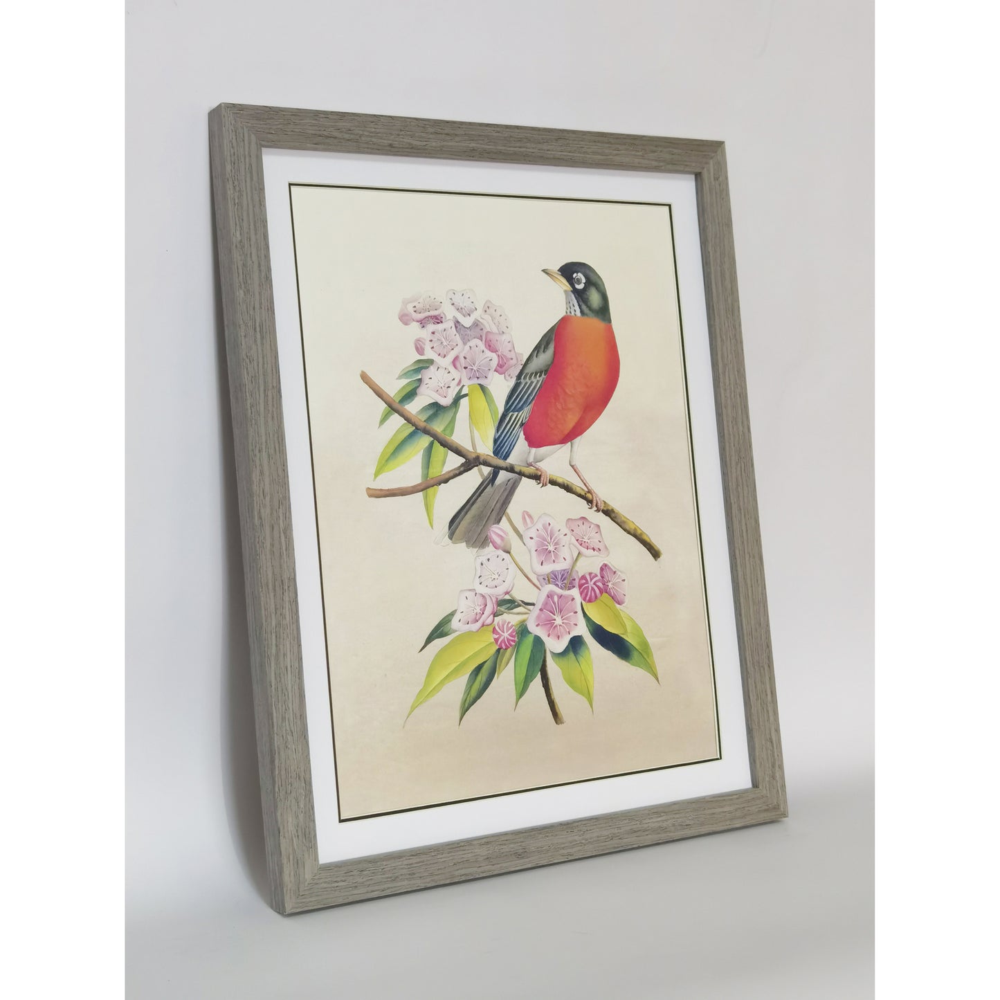 Connecticut American Robin Hand-painted Art Print - Premium MATT Paper, Natural Wood Frame, Multiple Sizes & Colors, Wall & Tabletop Décor
