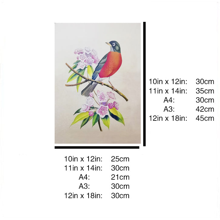 Connecticut American Robin Hand-painted Art Print - Premium MATT Paper, Natural Wood Frame, Multiple Sizes & Colors, Wall & Tabletop Décor