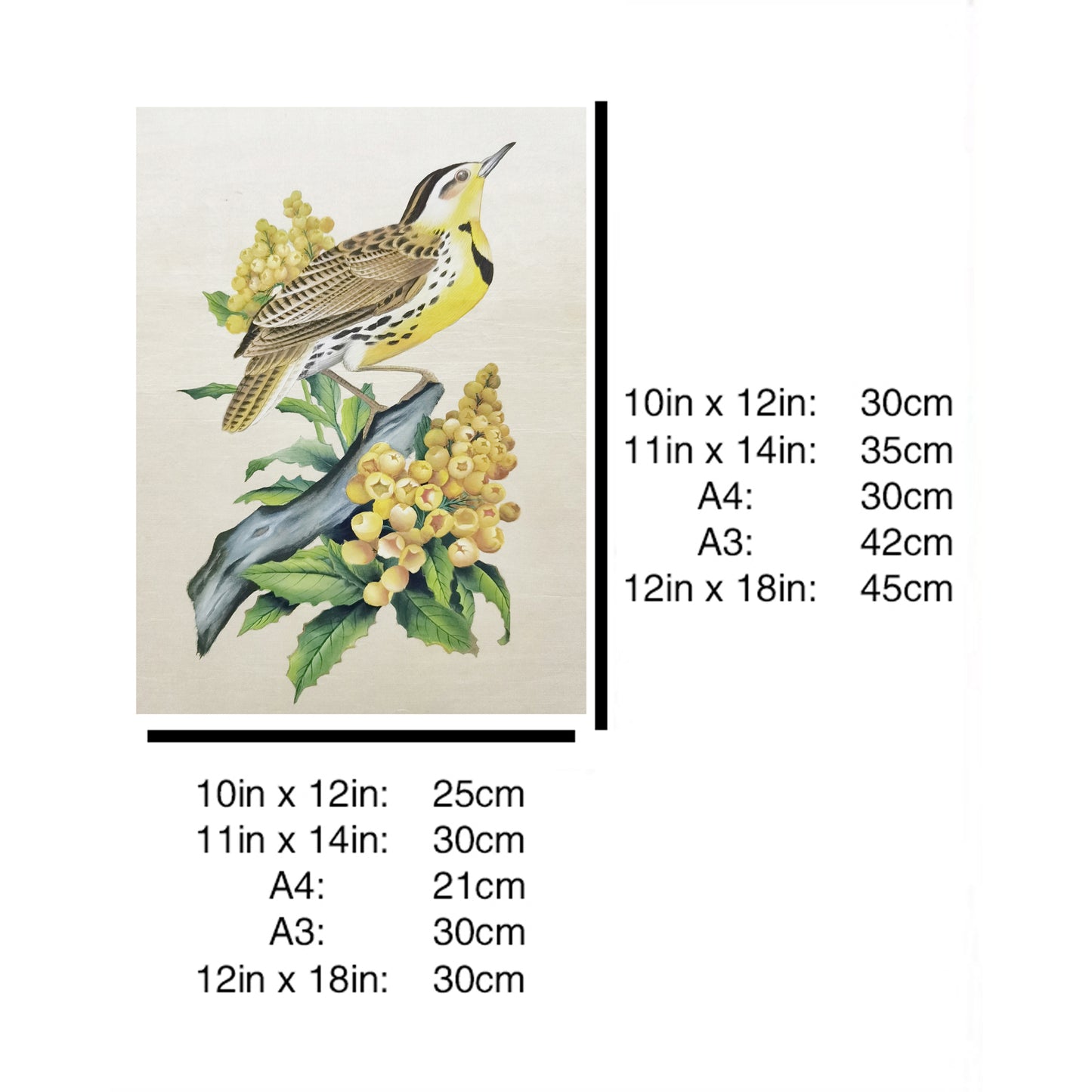 Oregon Western Meadowlark Home Decor Print | Hand-Painted, MATT Paper Print, Natural Wood Frame,Multiple Sizes & Colors