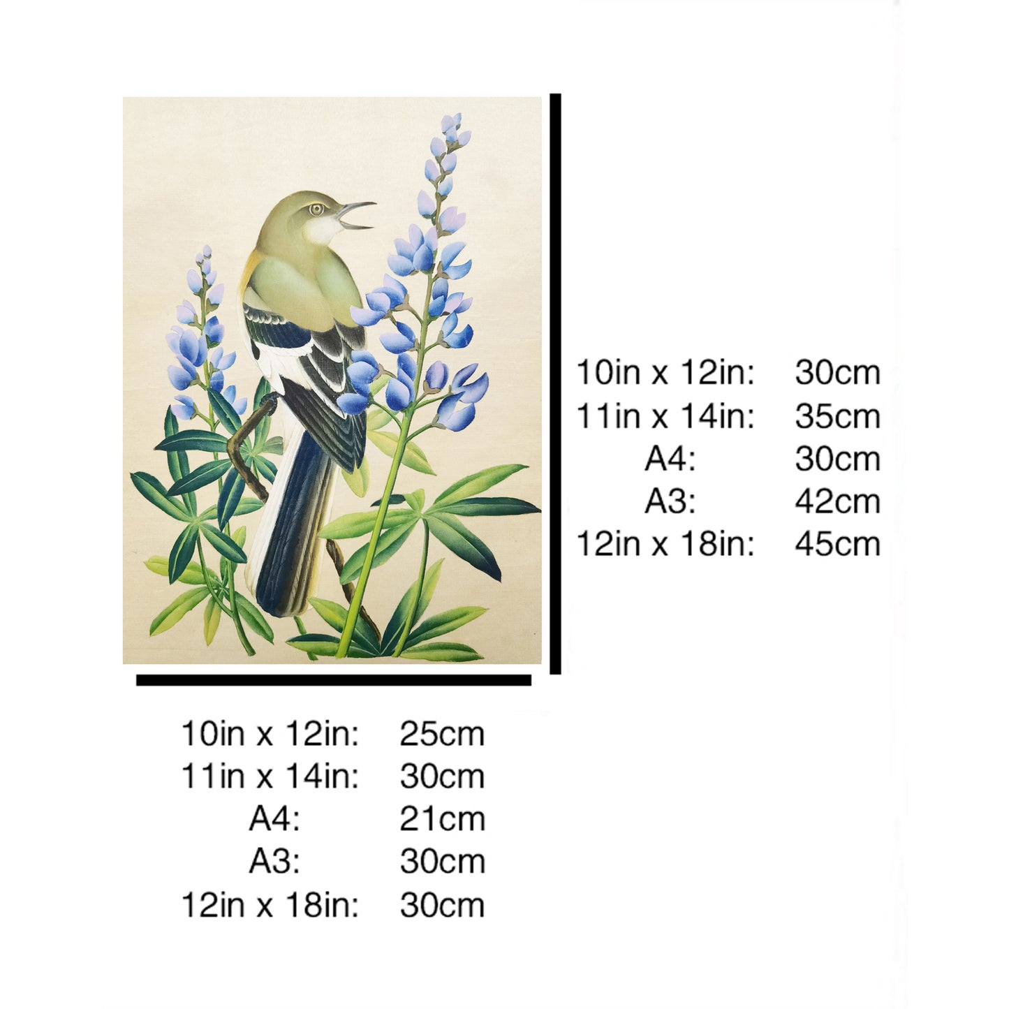 Texas Mockingbird Hand-painted Art Print - Premium MATT Paper, Natural Wood Frame, Multiple Sizes & Colors, Wall & Tabletop Décor