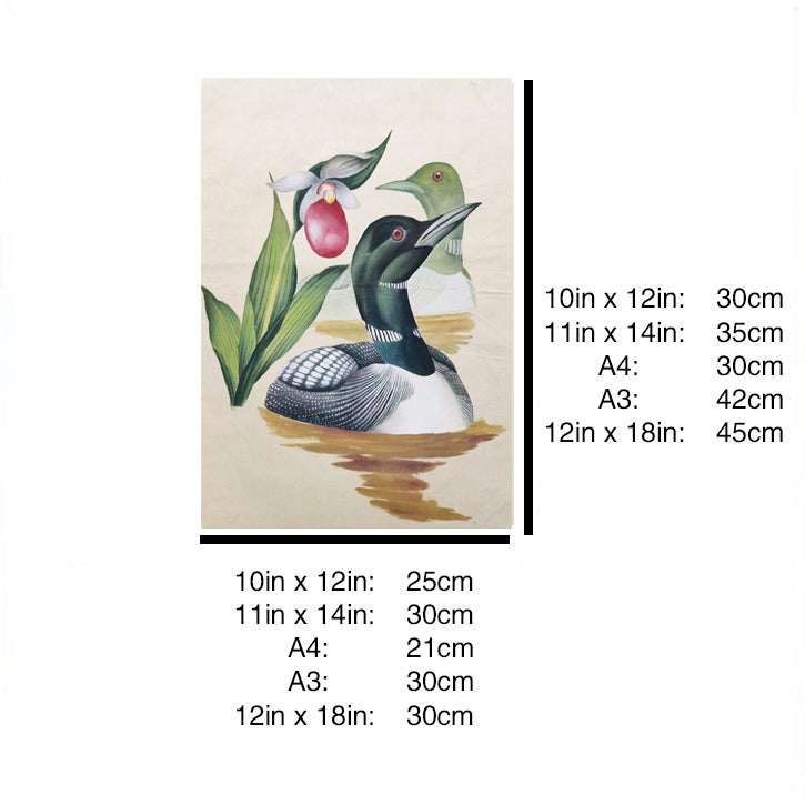 Minnesota Common Loon Hand-painted Art Print - Premium MATT Paper, Natural Wood Frame, Multiple Sizes & Colors, Wall & Tabletop Décor