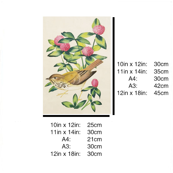 Vermont Hermit Thrush Hand-painted Art Print - Premium MATT Paper, Natural Wood Frame, Wall & Tabletop Décor, Multiple Sizes & Colors