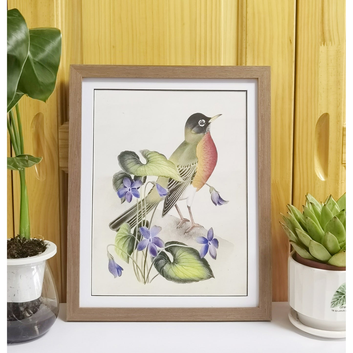 Wisconsin American Robin Hand-painted Art Print - Premium MATT Paper, Natural Wood Frame, Multiple Sizes & Colors, Wall & Tabletop Décor