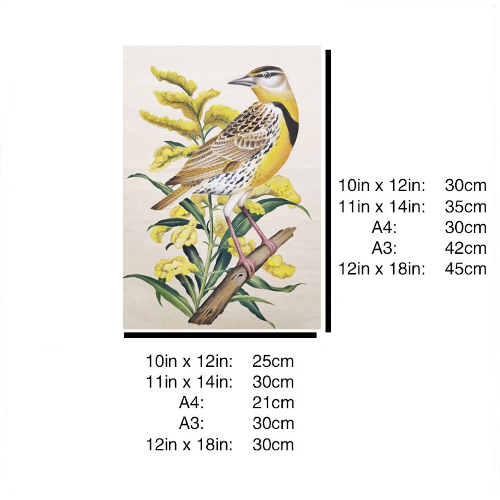 Nebraska Western Meadowlark Hand-painted Art Print - Premium MATT Paper, Natural Wood Frame, Wall & Tabletop Décor, Multiple Sizes & Colors