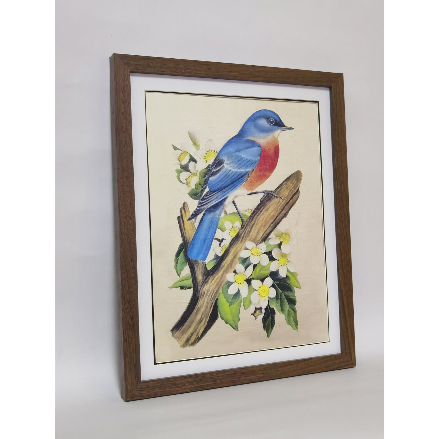 Missouri Eastern Bluebird Art Print - Hand-Drawn & Digitally Printed on Premium Matte Paper, Natural Wood Frame, Multiple Sizes & Colors, Dual Display for Home & Office