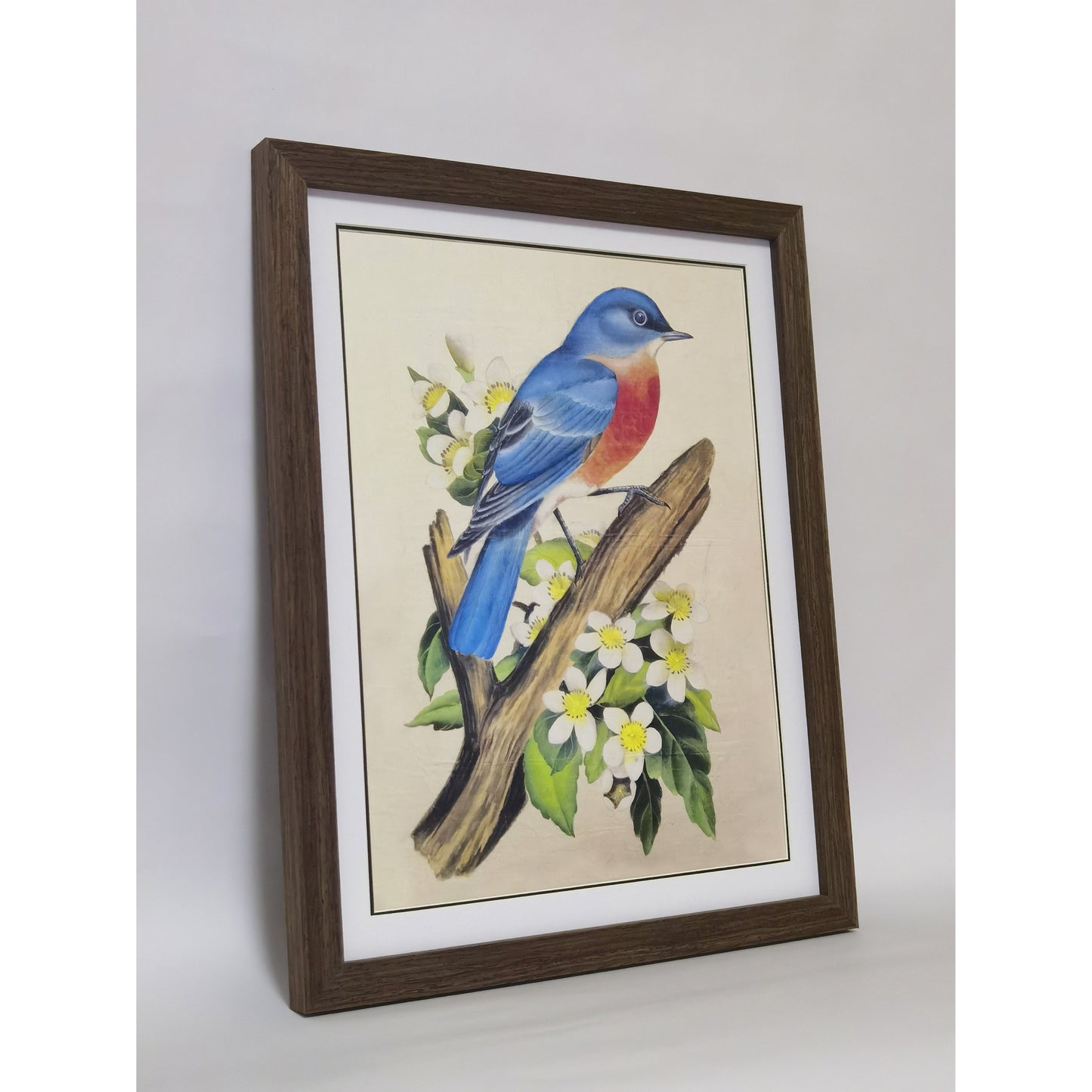 Missouri Eastern Bluebird Art Print - Hand-Drawn & Digitally Printed on Premium Matte Paper, Natural Wood Frame, Multiple Sizes & Colors, Dual Display for Home & Office