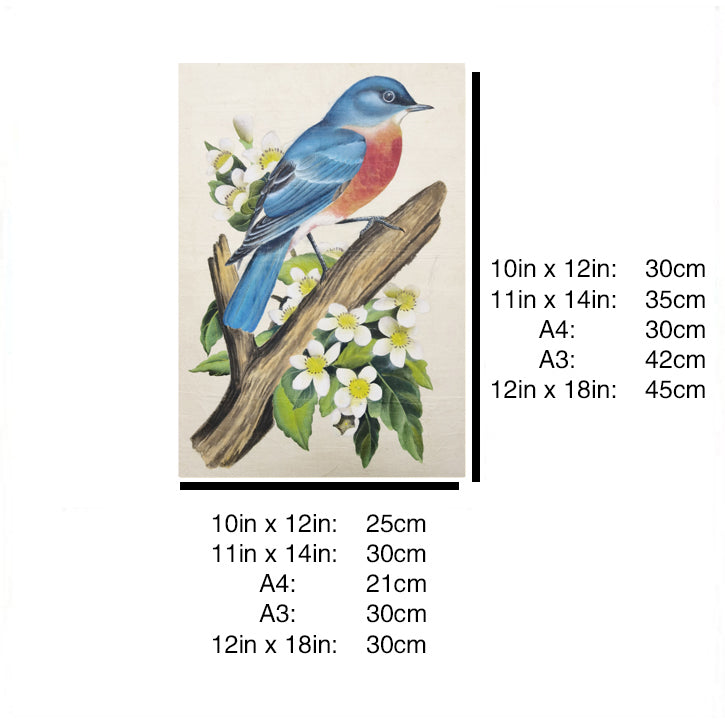 Missouri Eastern Bluebird Art Print - Hand-Drawn & Digitally Printed on Premium Matte Paper, Natural Wood Frame, Multiple Sizes & Colors, Dual Display for Home & Office