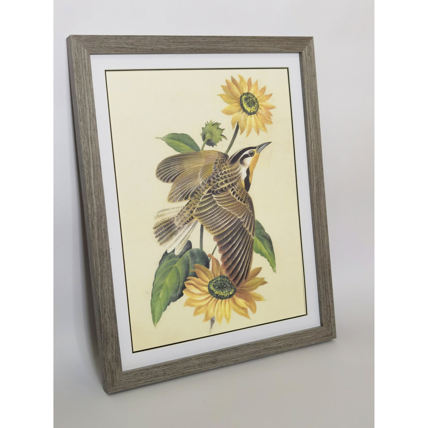 Kansas Western Meadowlark Hand-painted Art Print - Premium MATT Paper, Natural Wood Frame, Multiple Sizes & Colors, Wall & Tabletop Décor