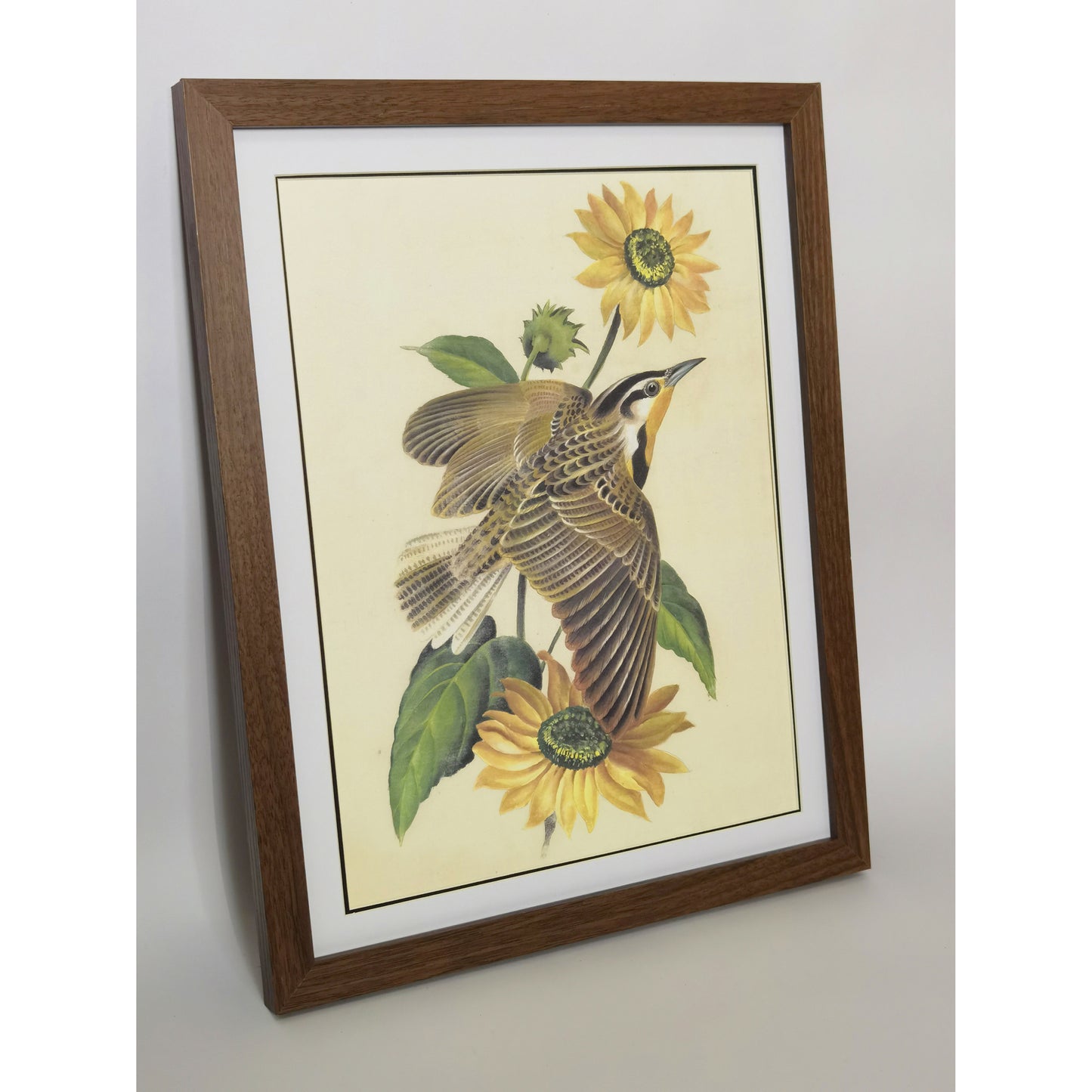 Kansas Western Meadowlark Hand-painted Art Print - Premium MATT Paper, Natural Wood Frame, Multiple Sizes & Colors, Wall & Tabletop Décor