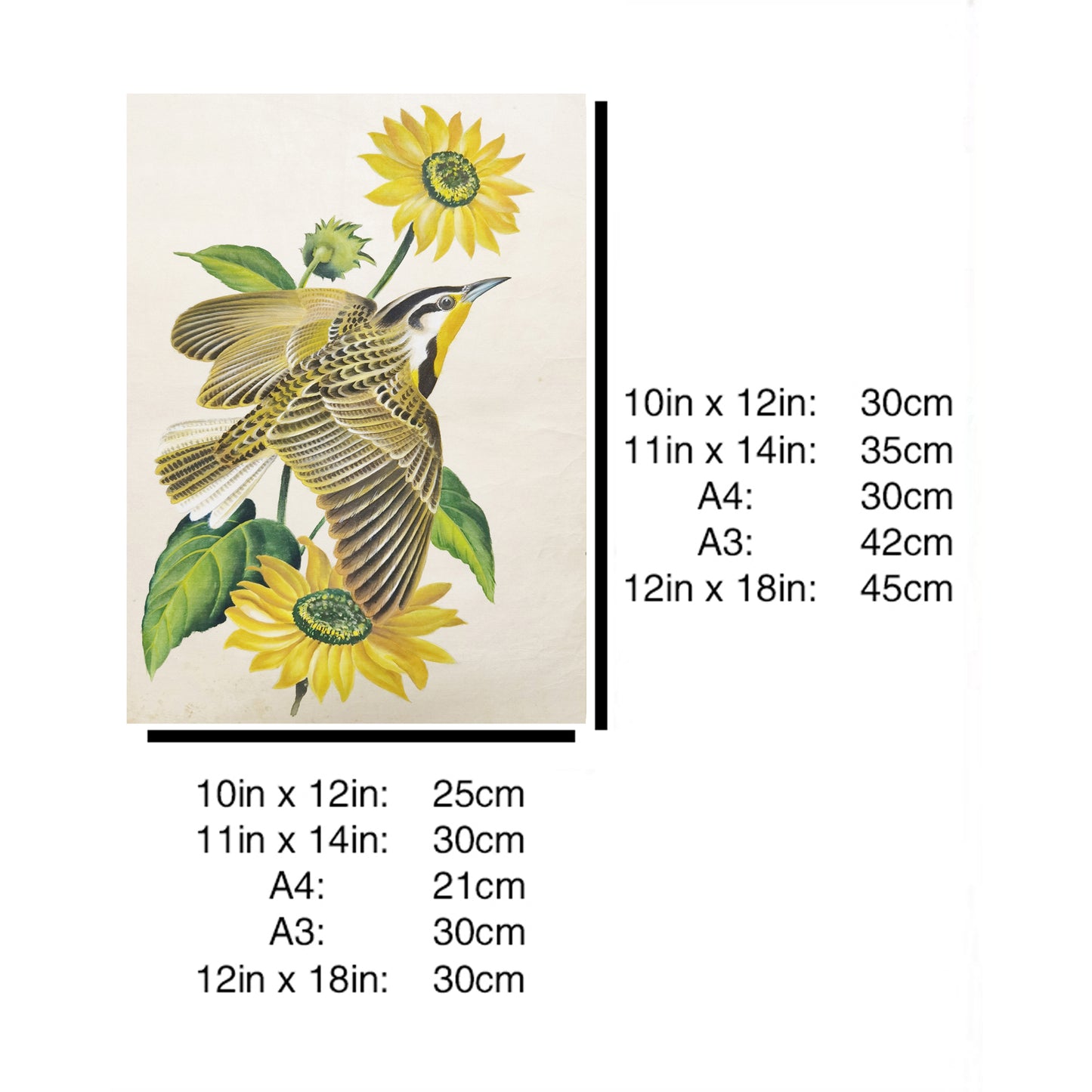 Kansas Western Meadowlark Hand-painted Art Print - Premium MATT Paper, Natural Wood Frame, Multiple Sizes & Colors, Wall & Tabletop Décor