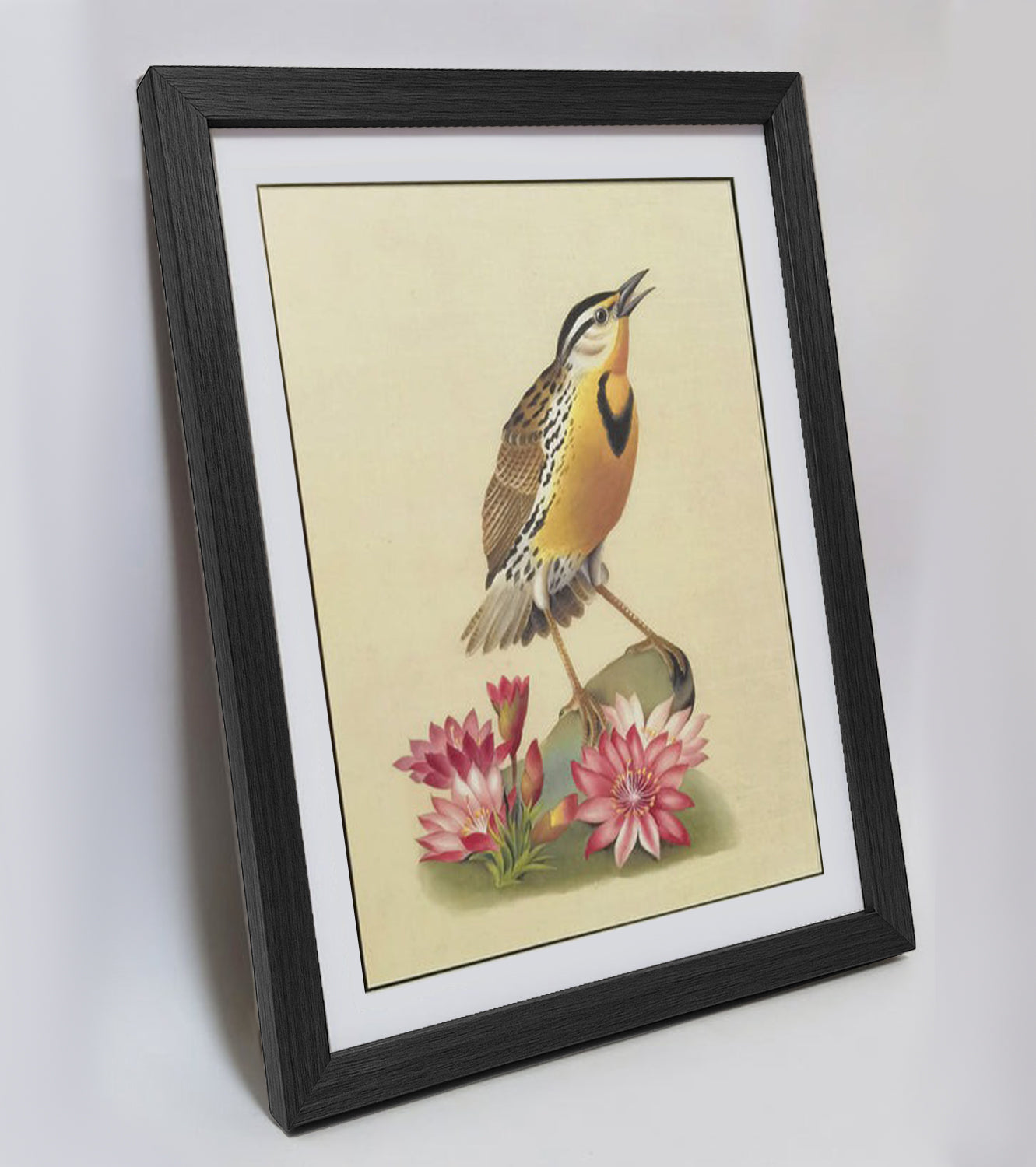 Western Meadowlark Art Print - Hand-Drawn & Digitally Printed on Premium Matte Paper, Natural Wood Frame, Multiple Sizes & Colors, Dual Display for Home & Office