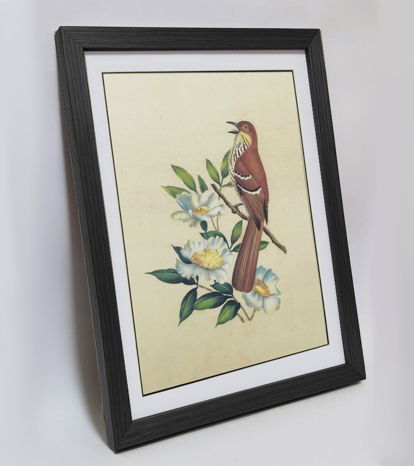 Georgia Brown Thrasher Hand-painted Art Print - Premium MATT Paper, Natural Wood Frame, Wall & Tabletop Décor, Multiple Sizes & Colors