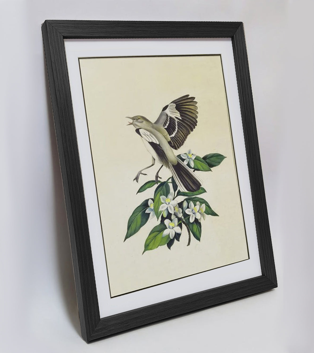 Florida Northern Mockingbird Hand-painted Art Print - Premium MATT Paper, Natural Wood Frame, Wall & Tabletop Décor, Multiple Sizes & Colors