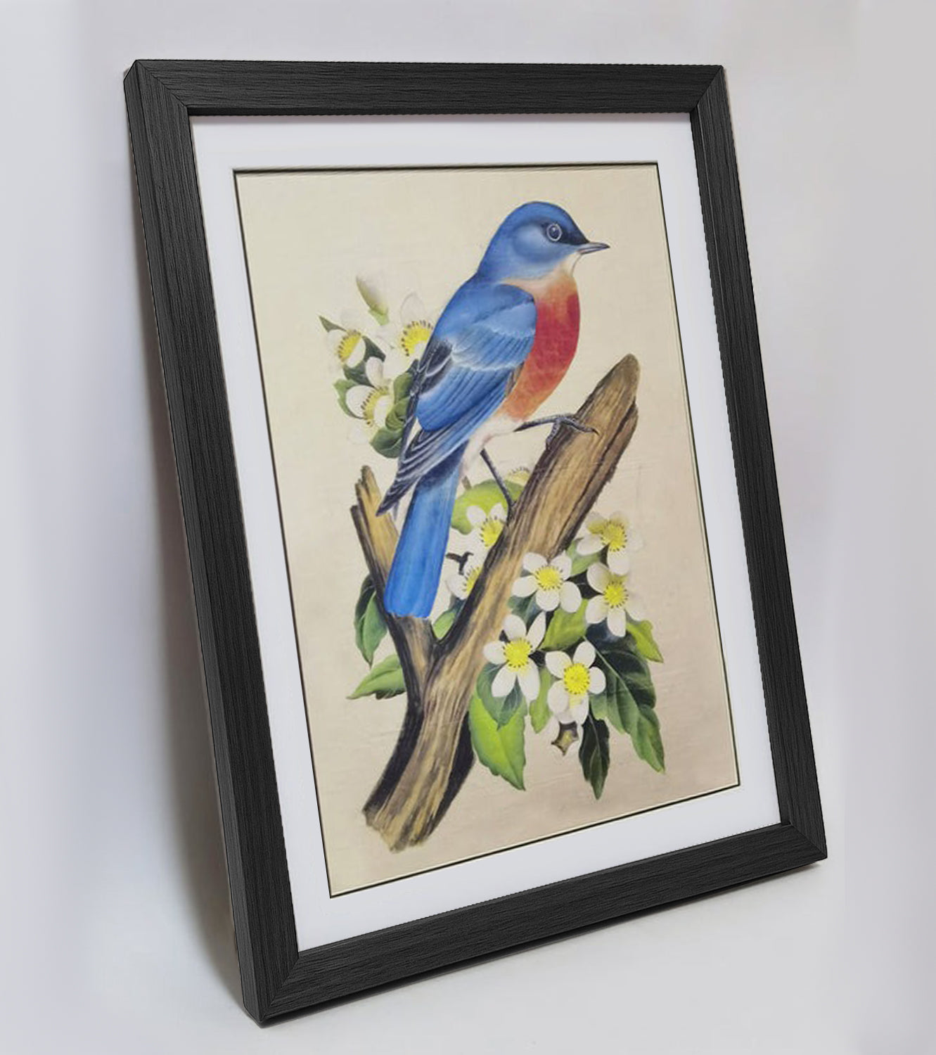 Missouri Eastern Bluebird Art Print - Hand-Drawn & Digitally Printed on Premium Matte Paper, Natural Wood Frame, Multiple Sizes & Colors, Dual Display for Home & Office
