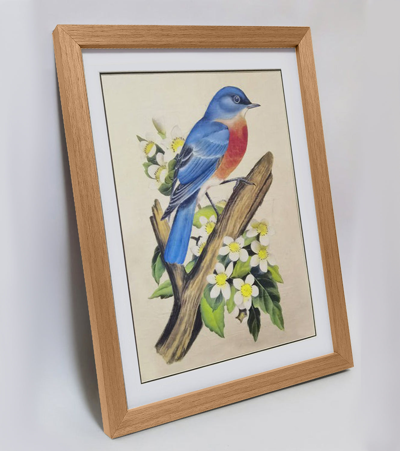 Missouri Eastern Bluebird Art Print - Hand-Drawn & Digitally Printed on Premium Matte Paper, Natural Wood Frame, Multiple Sizes & Colors, Dual Display for Home & Office