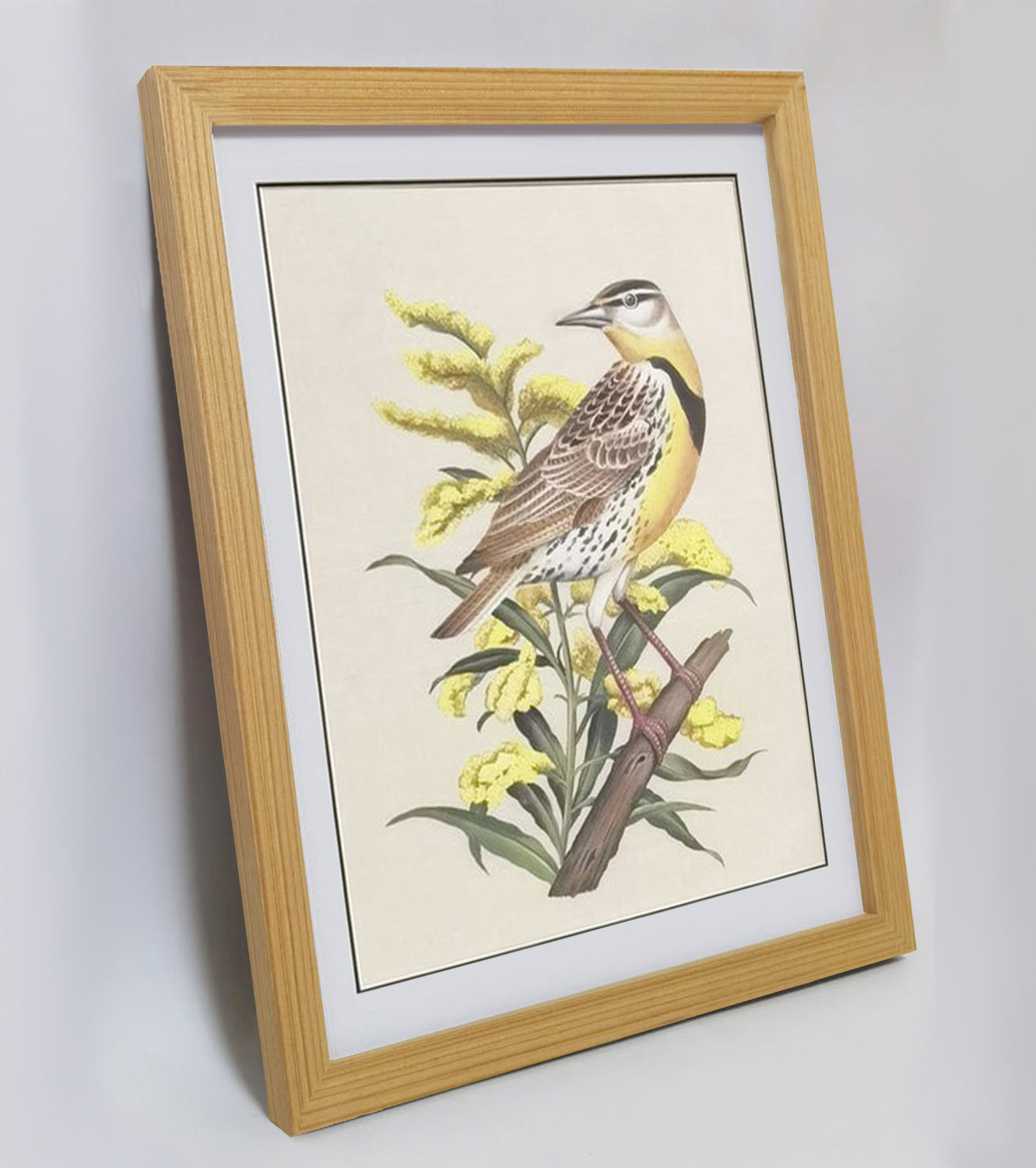 Nebraska Western Meadowlark Hand-painted Art Print - Premium MATT Paper, Natural Wood Frame, Wall & Tabletop Décor, Multiple Sizes & Colors