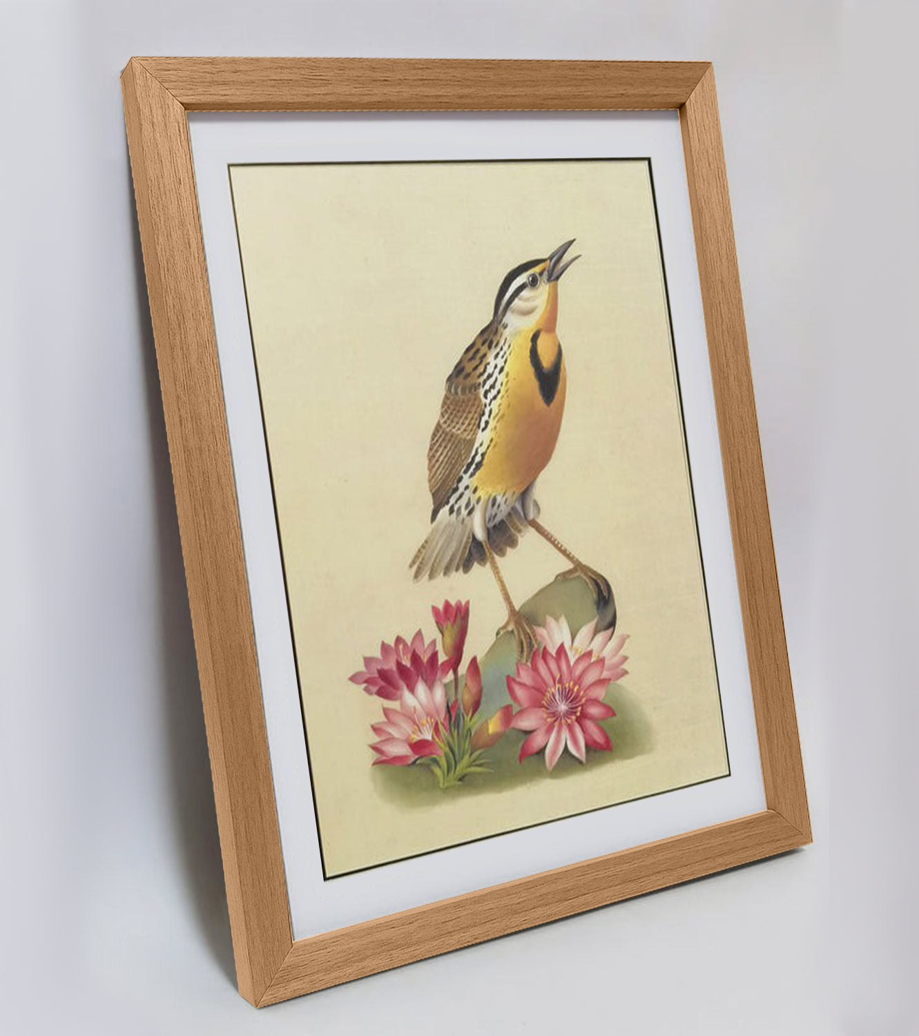 Western Meadowlark Art Print - Hand-Drawn & Digitally Printed on Premium Matte Paper, Natural Wood Frame, Multiple Sizes & Colors, Dual Display for Home & Office