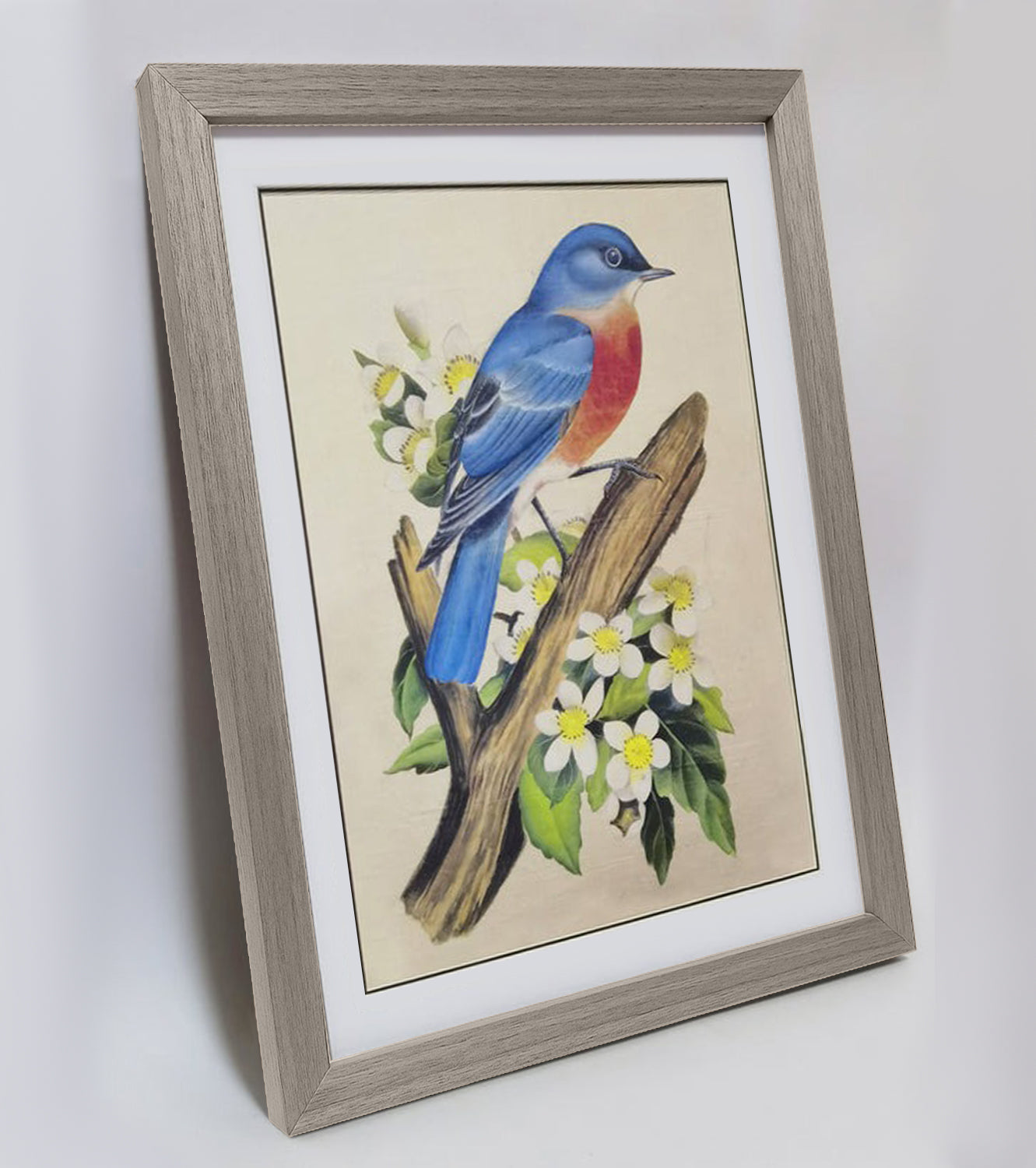 Missouri Eastern Bluebird Art Print - Hand-Drawn & Digitally Printed on Premium Matte Paper, Natural Wood Frame, Multiple Sizes & Colors, Dual Display for Home & Office