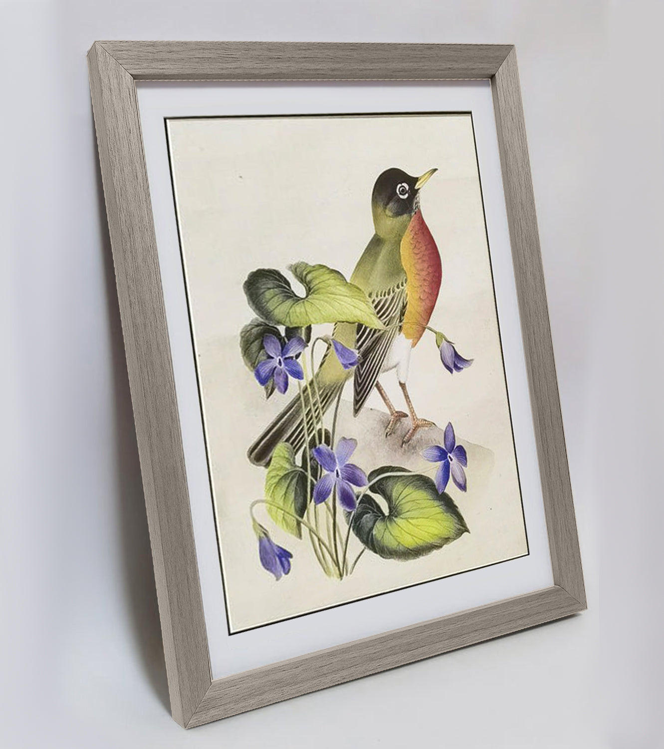 Wisconsin American Robin Hand-painted Art Print - Premium MATT Paper, Natural Wood Frame, Multiple Sizes & Colors, Wall & Tabletop Décor