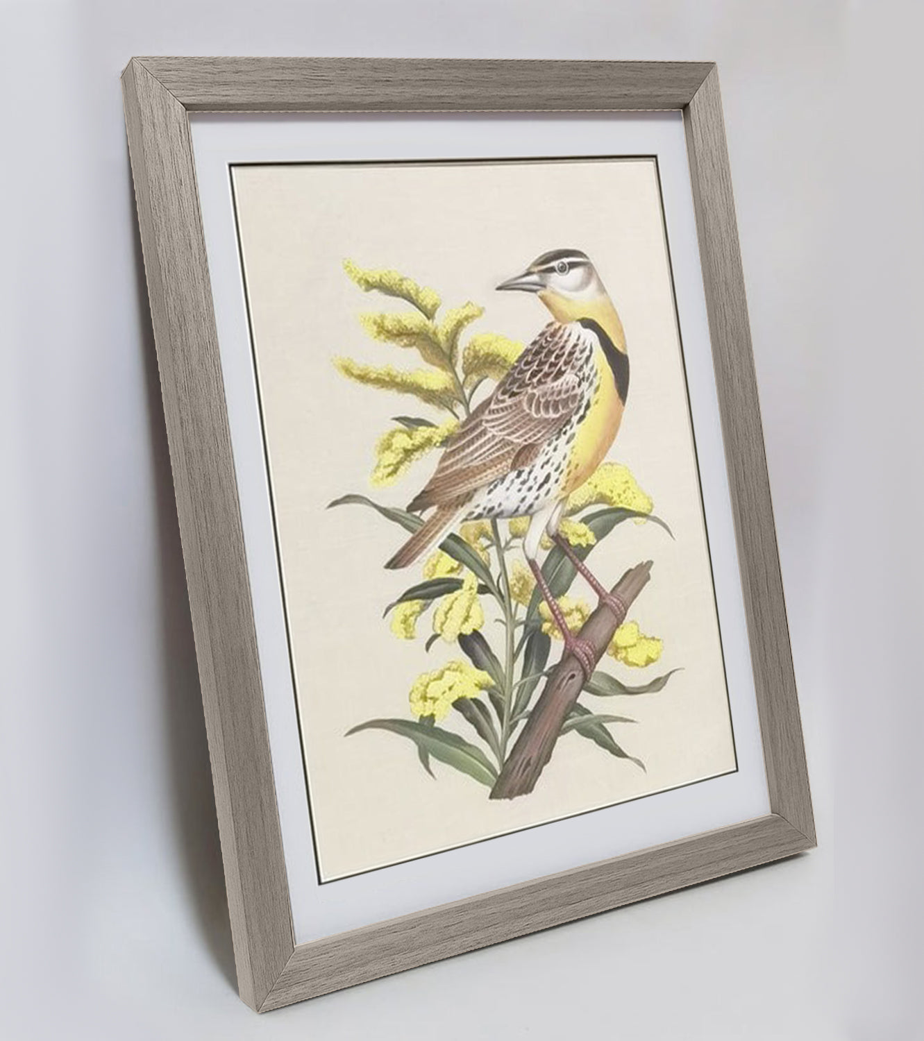 Nebraska Western Meadowlark Hand-painted Art Print - Premium MATT Paper, Natural Wood Frame, Wall & Tabletop Décor, Multiple Sizes & Colors