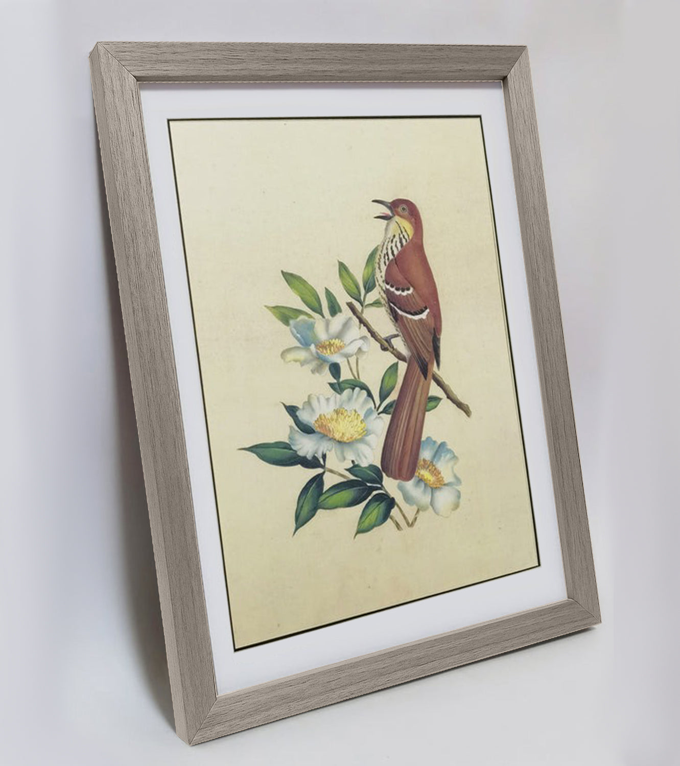 Georgia Brown Thrasher Hand-painted Art Print - Premium MATT Paper, Natural Wood Frame, Wall & Tabletop Décor, Multiple Sizes & Colors