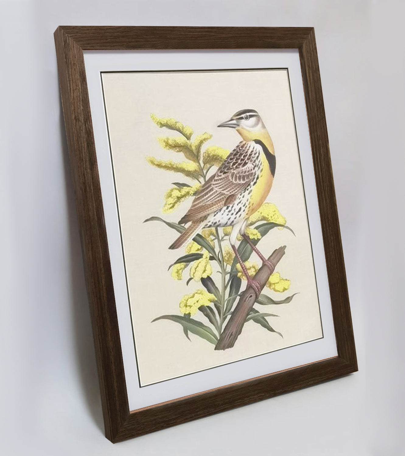 Nebraska Western Meadowlark Hand-painted Art Print - Premium MATT Paper, Natural Wood Frame, Wall & Tabletop Décor, Multiple Sizes & Colors