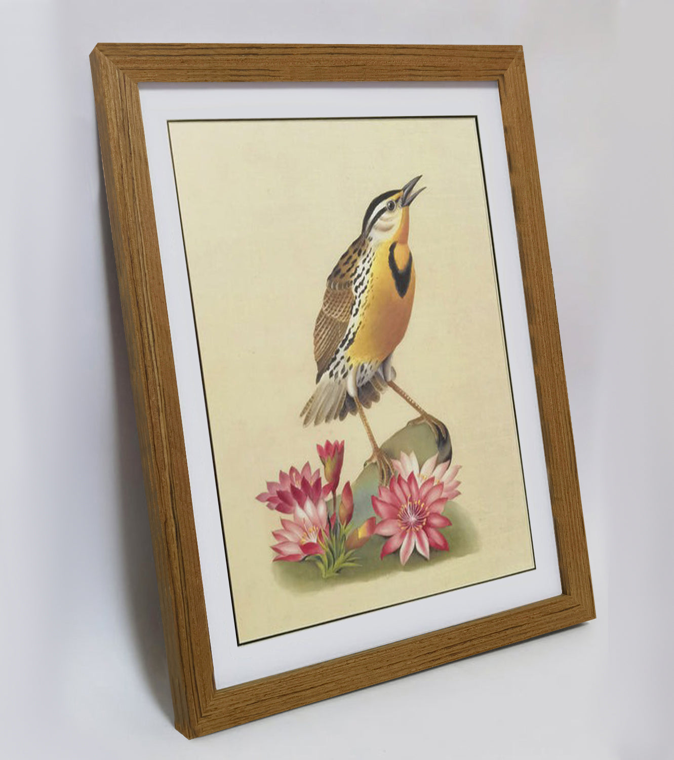 Western Meadowlark Art Print - Hand-Drawn & Digitally Printed on Premium Matte Paper, Natural Wood Frame, Multiple Sizes & Colors, Dual Display for Home & Office