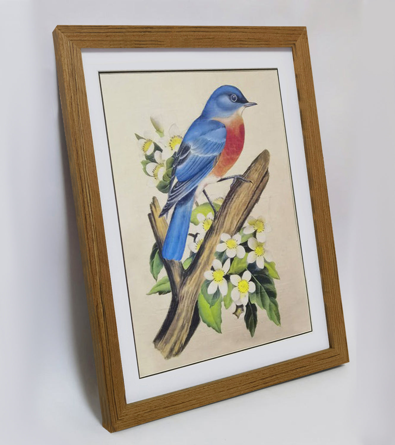 Missouri Eastern Bluebird Art Print - Hand-Drawn & Digitally Printed on Premium Matte Paper, Natural Wood Frame, Multiple Sizes & Colors, Dual Display for Home & Office