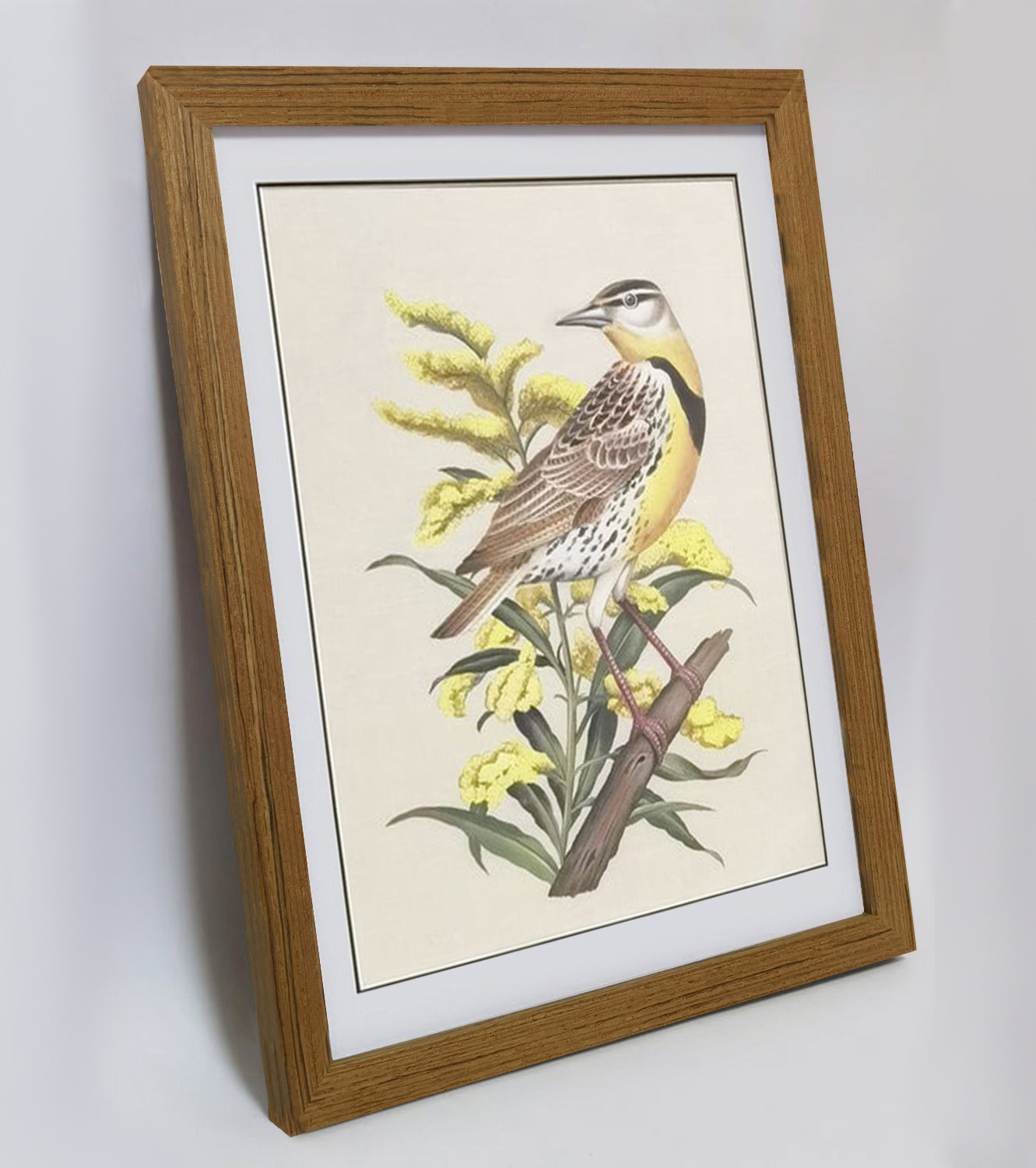 Nebraska Western Meadowlark Hand-painted Art Print - Premium MATT Paper, Natural Wood Frame, Wall & Tabletop Décor, Multiple Sizes & Colors