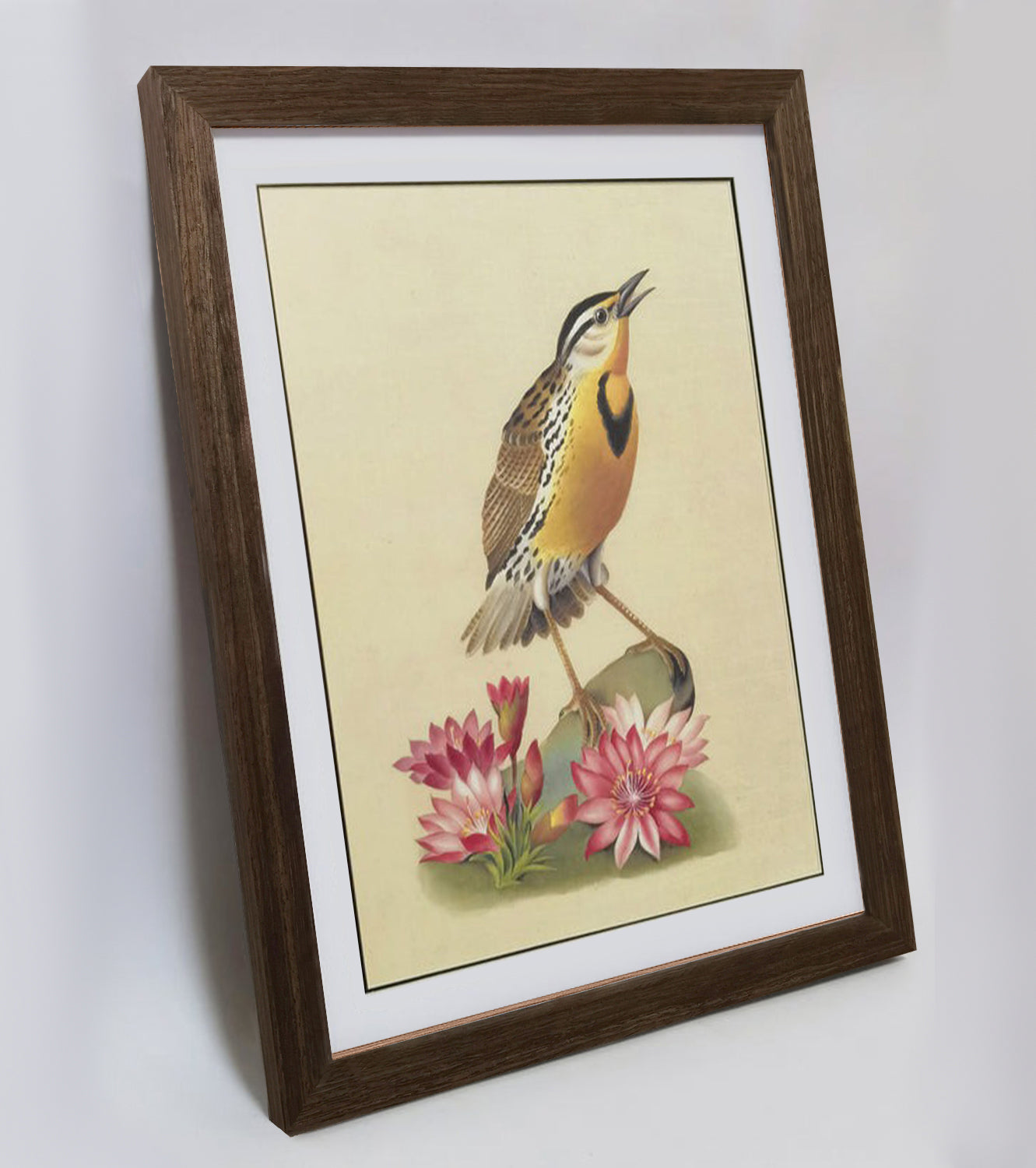 Western Meadowlark Art Print - Hand-Drawn & Digitally Printed on Premium Matte Paper, Natural Wood Frame, Multiple Sizes & Colors, Dual Display for Home & Office