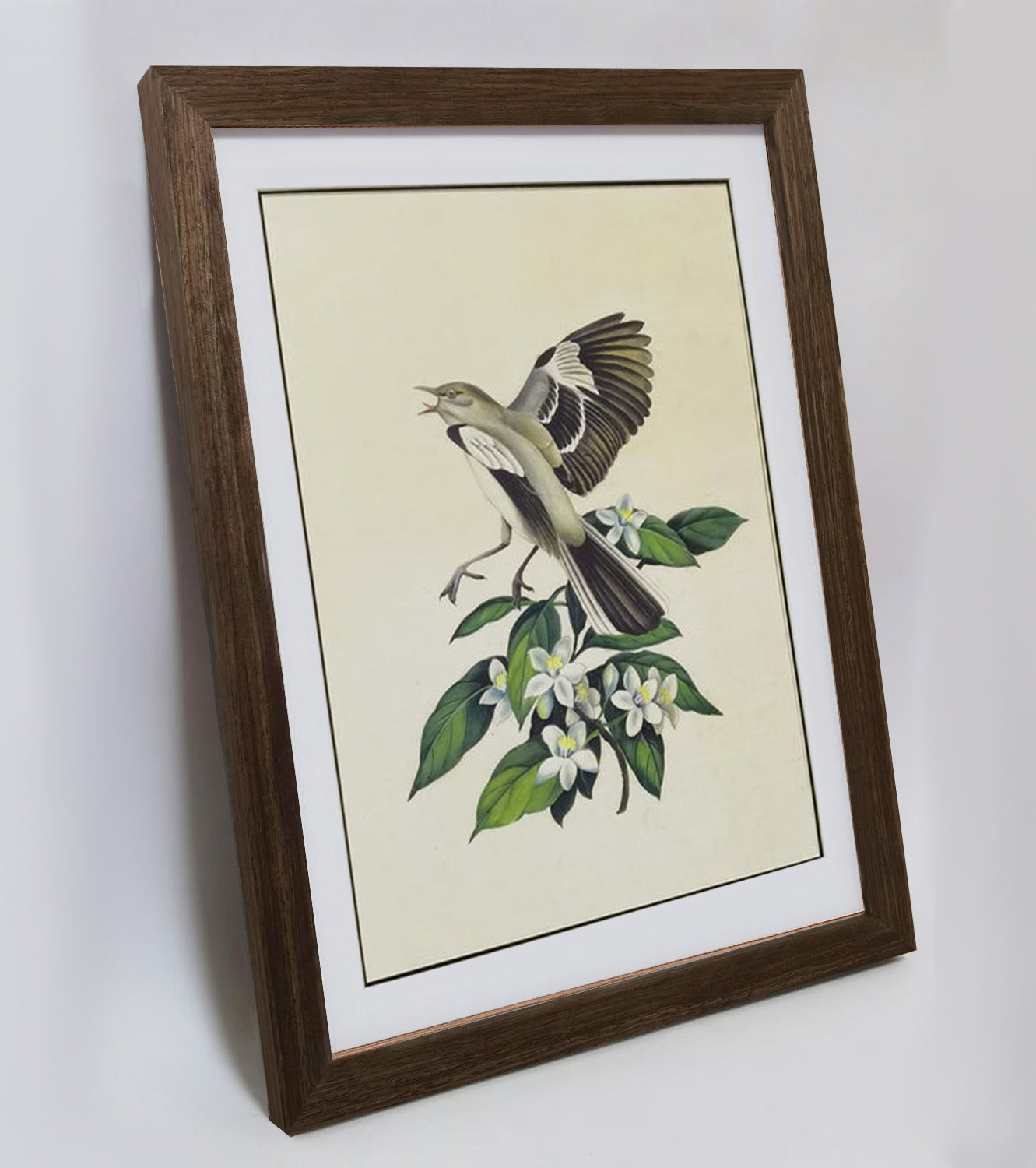 Florida Northern Mockingbird Hand-painted Art Print - Premium MATT Paper, Natural Wood Frame, Wall & Tabletop Décor, Multiple Sizes & Colors