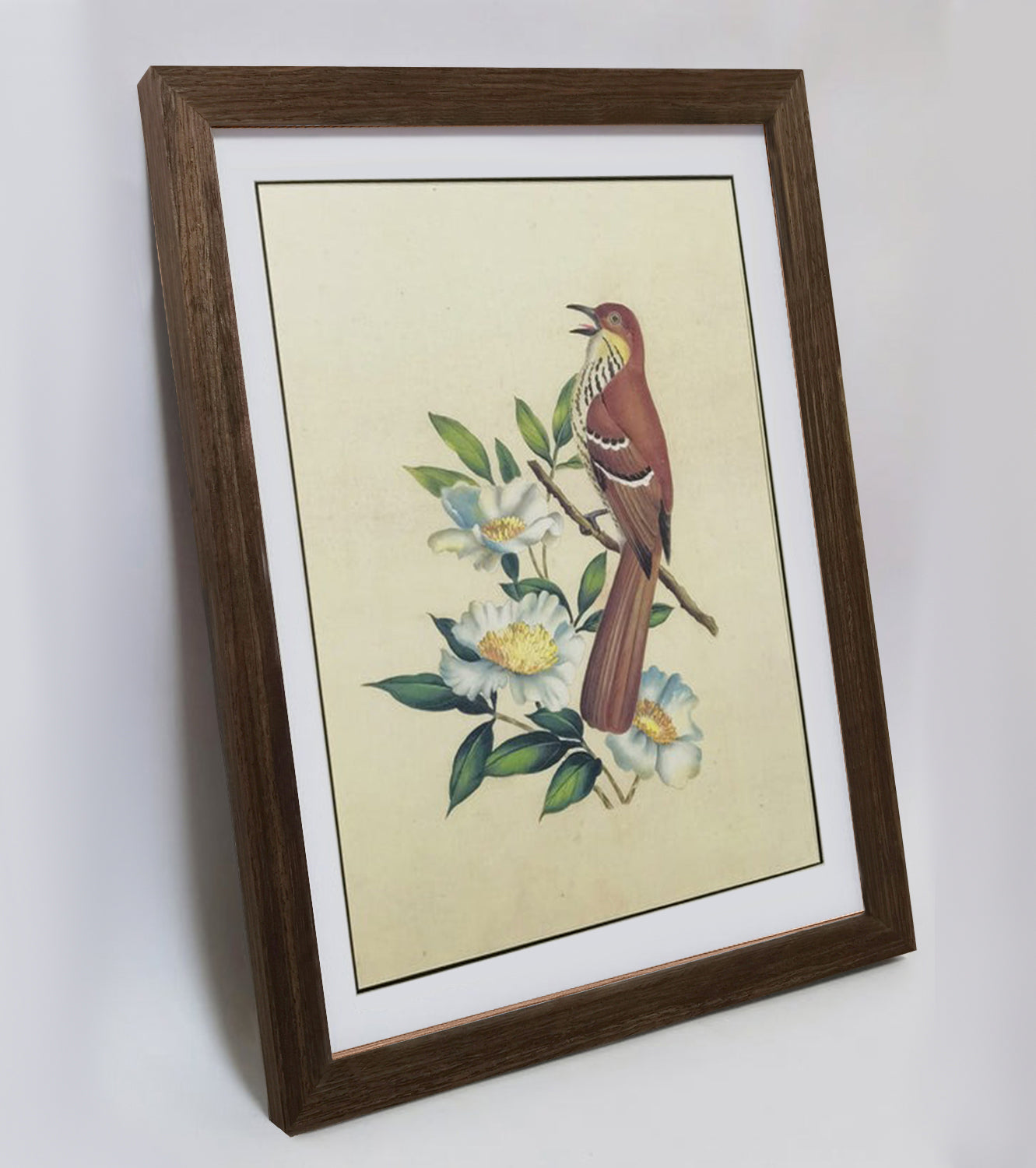 Georgia Brown Thrasher Hand-painted Art Print - Premium MATT Paper, Natural Wood Frame, Wall & Tabletop Décor, Multiple Sizes & Colors