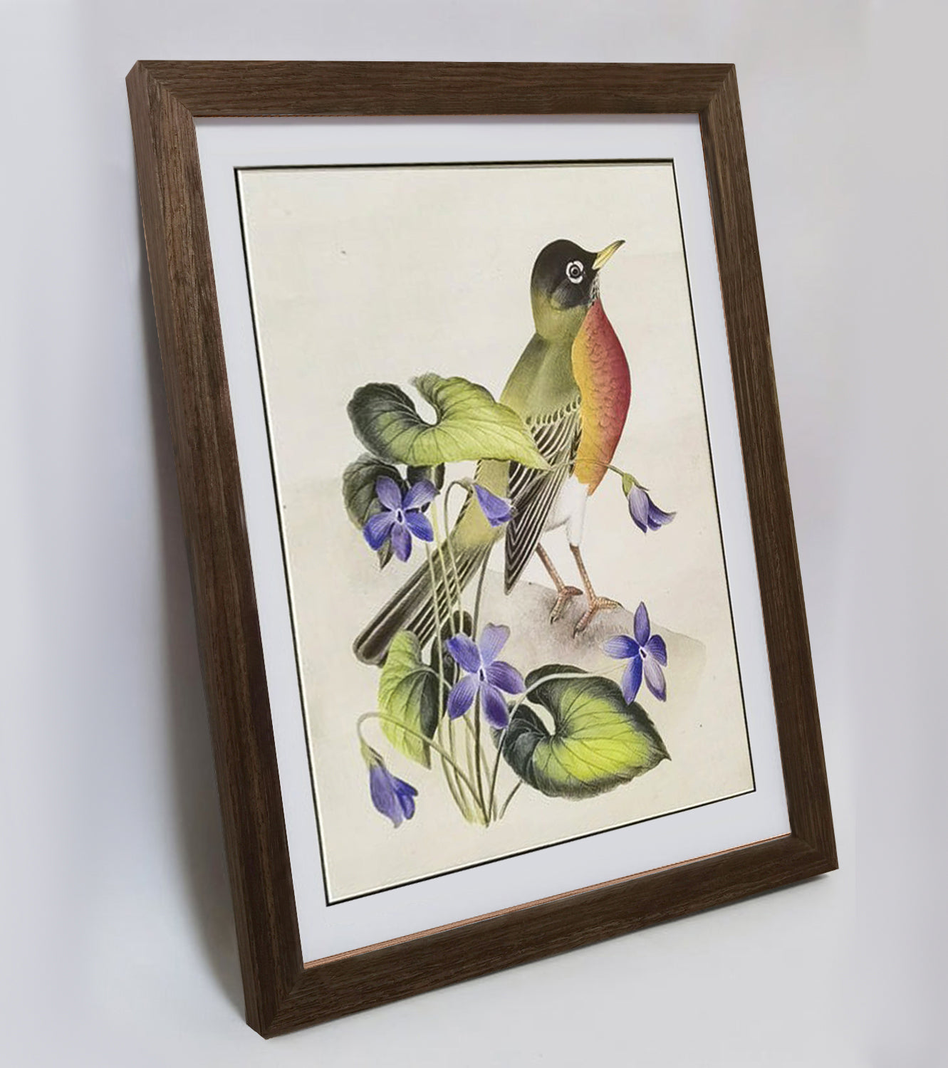 Wisconsin American Robin Hand-painted Art Print - Premium MATT Paper, Natural Wood Frame, Multiple Sizes & Colors, Wall & Tabletop Décor